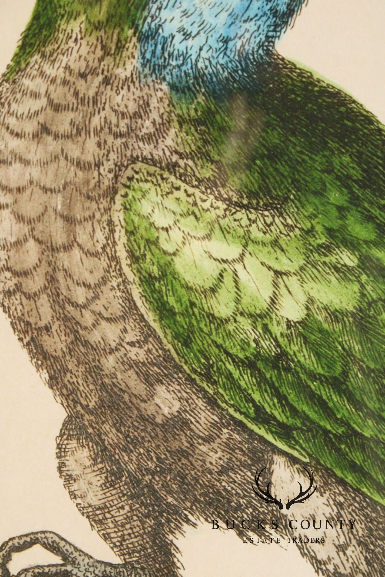 George Edwards Ornithological Print, 'Paradise Parrots I'