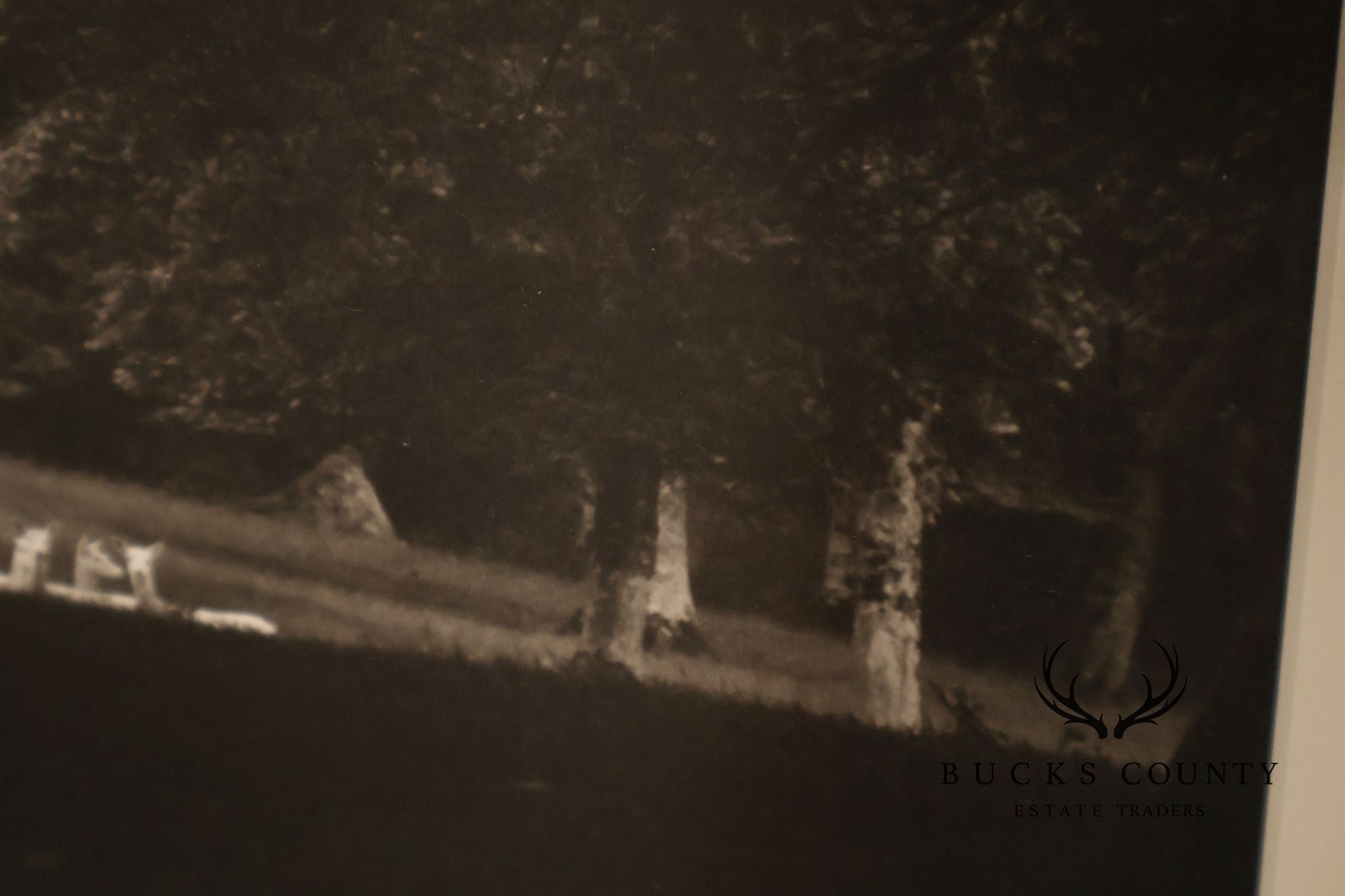 Paul Caponigro Original Print, 'Standing White Deer, County Wicklow, Ireland'