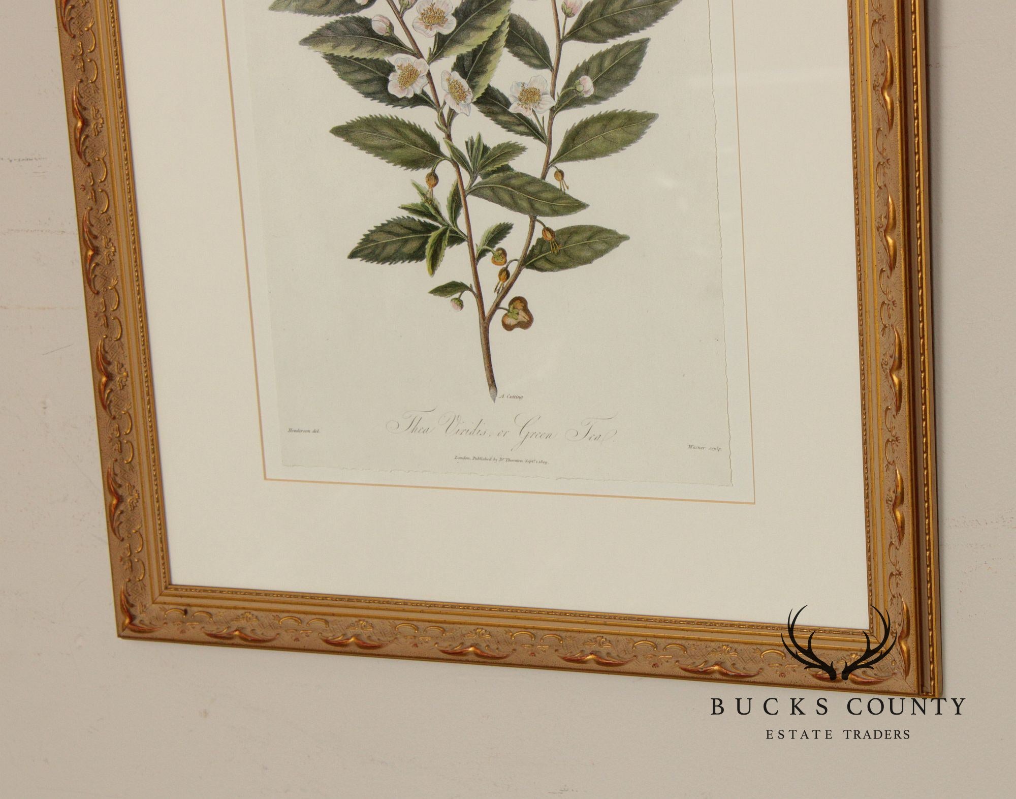 Decorative Set of Three Botanical Prints