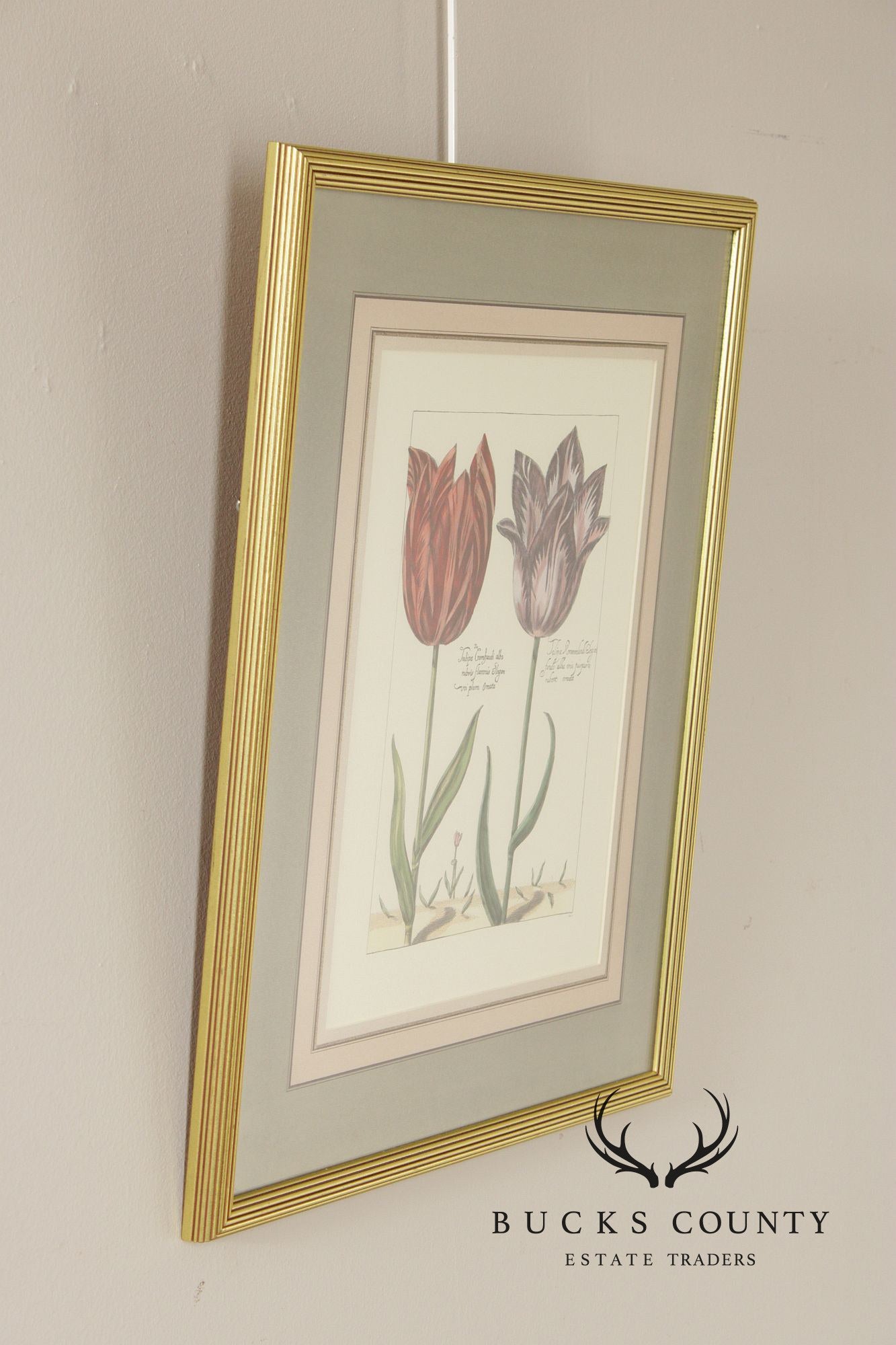 After Crispijn Van de Passe Pair of Tulip Botanical Prints