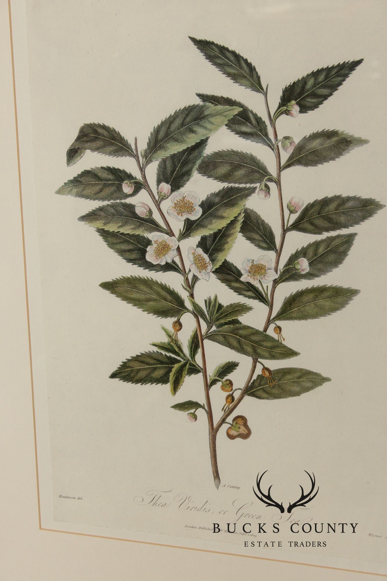 Decorative Set of Three Botanical Prints