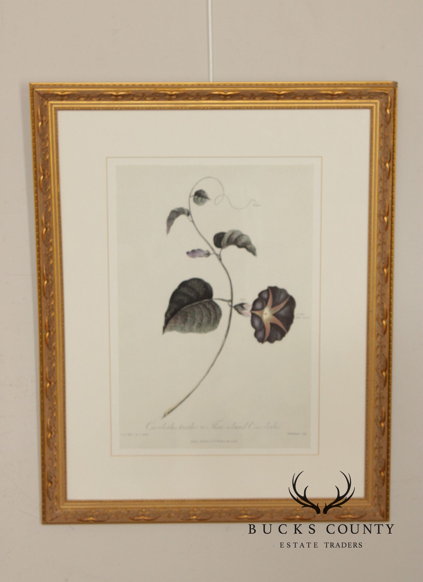 Decorative Set of Three Botanical Prints