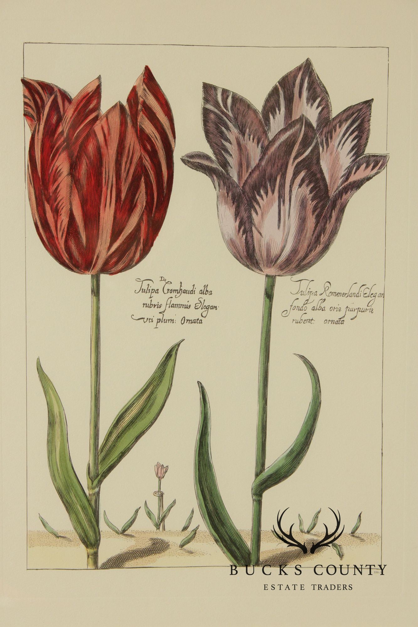 After Crispijn Van de Passe Pair of Tulip Botanical Prints