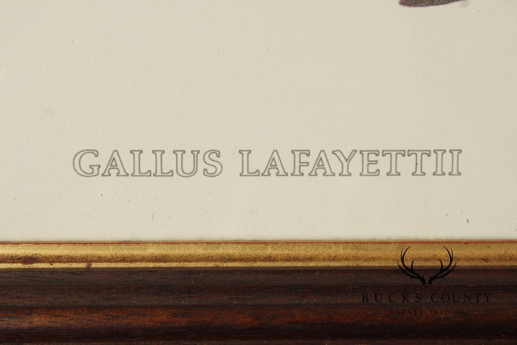 Vintage Ornithological Print, 'Gallus Lafayettii'