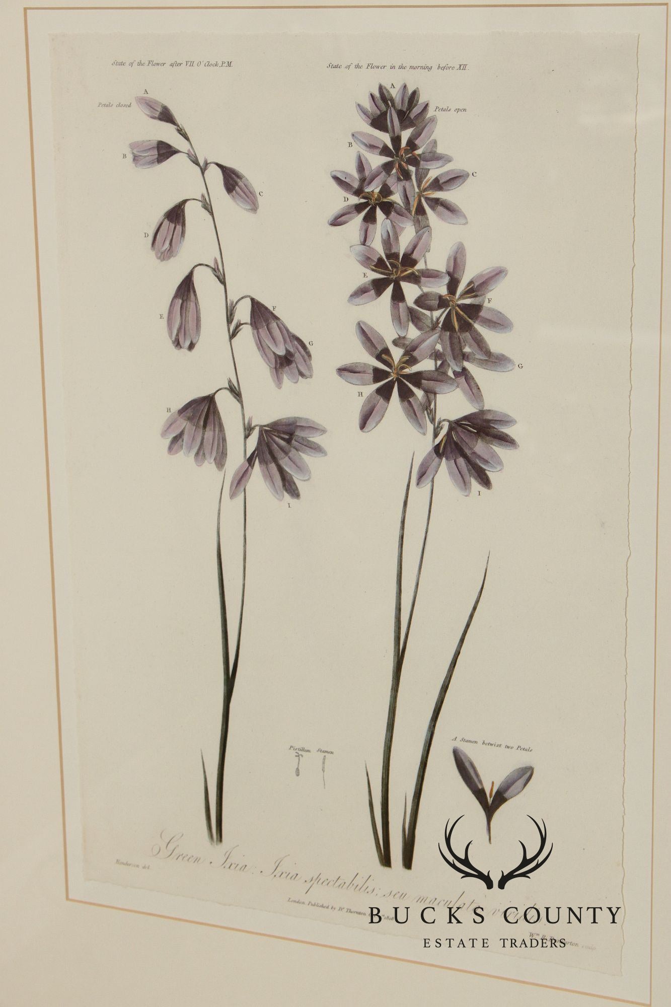 Decorative Set of Three Botanical Prints