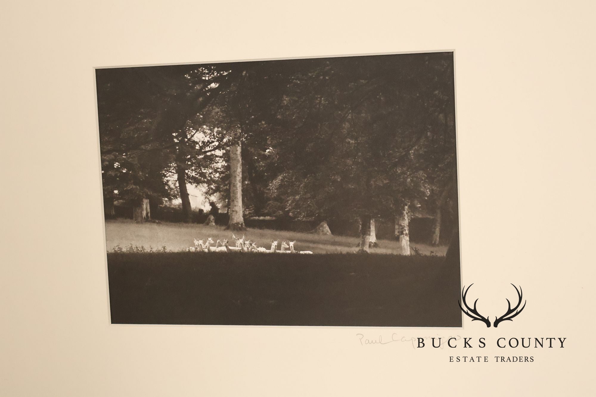 Paul Caponigro Original Print, 'Standing White Deer, County Wicklow, Ireland'