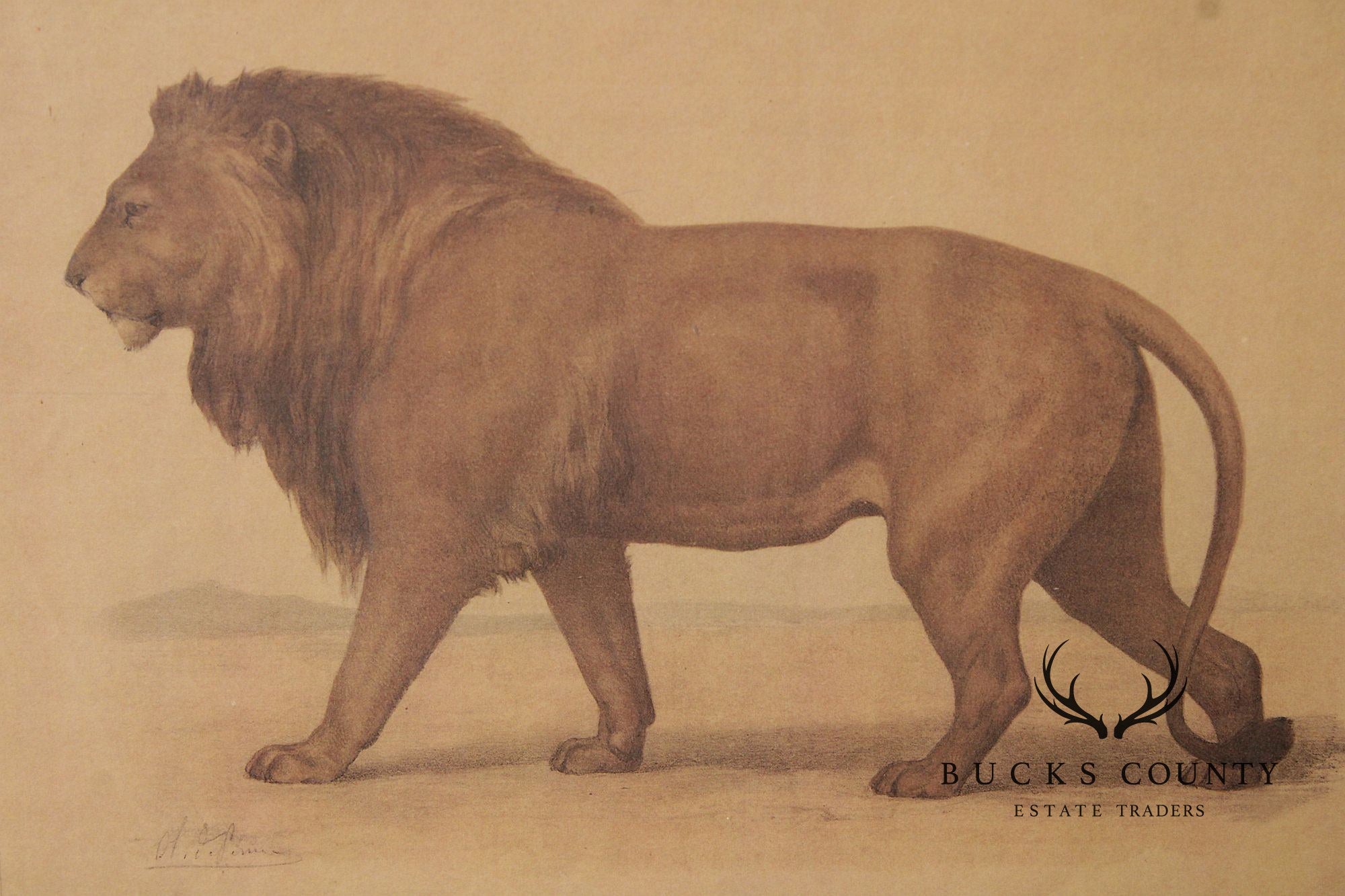 Antique Framed French Zoological Lion Print