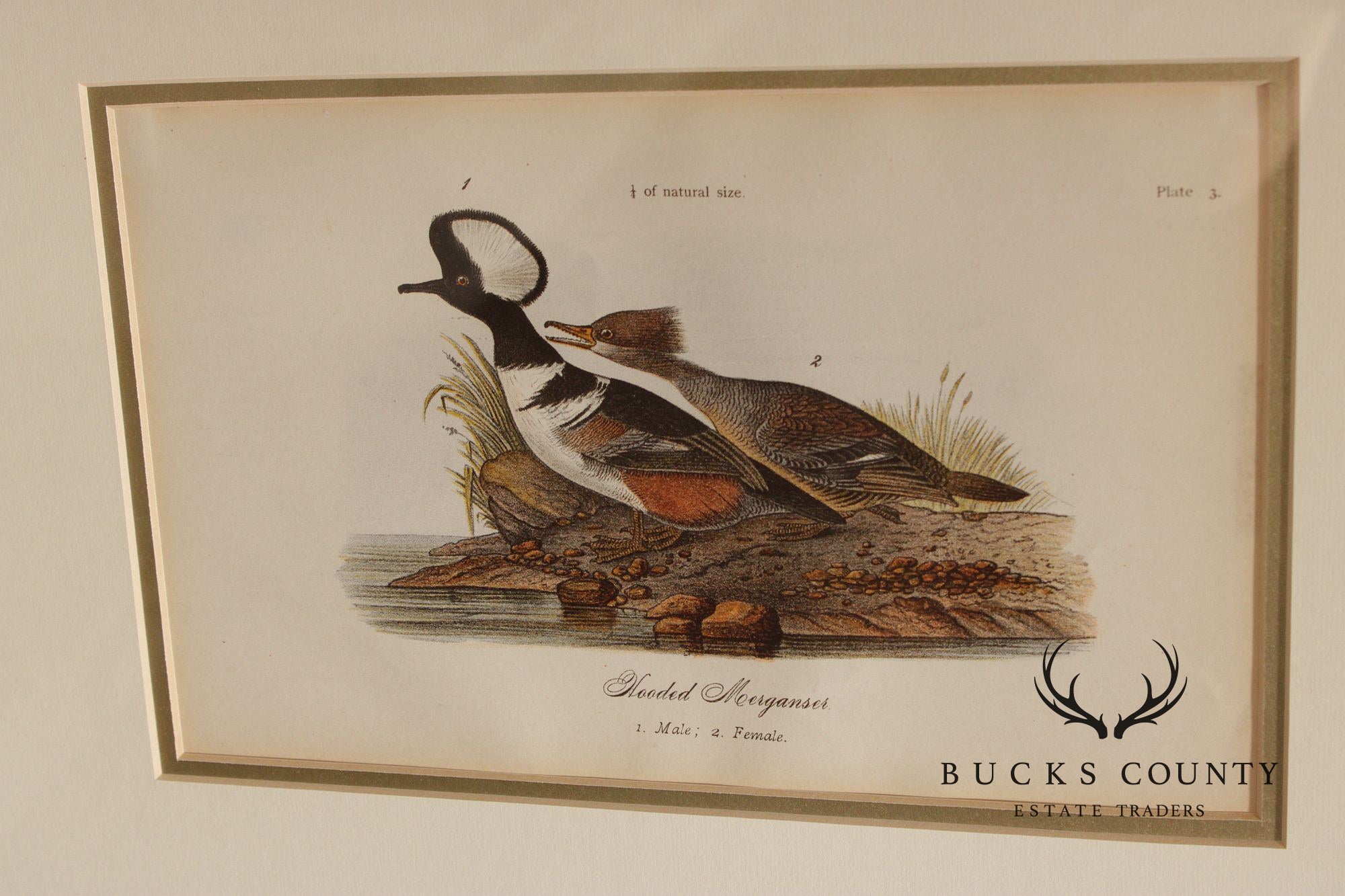 Pair of Ornithological Prints from 'Report on the Birds of Pennsylvania'