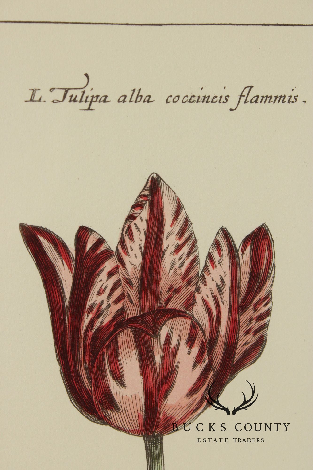 After Crispijn Van de Passe Pair of Tulip Botanical Prints