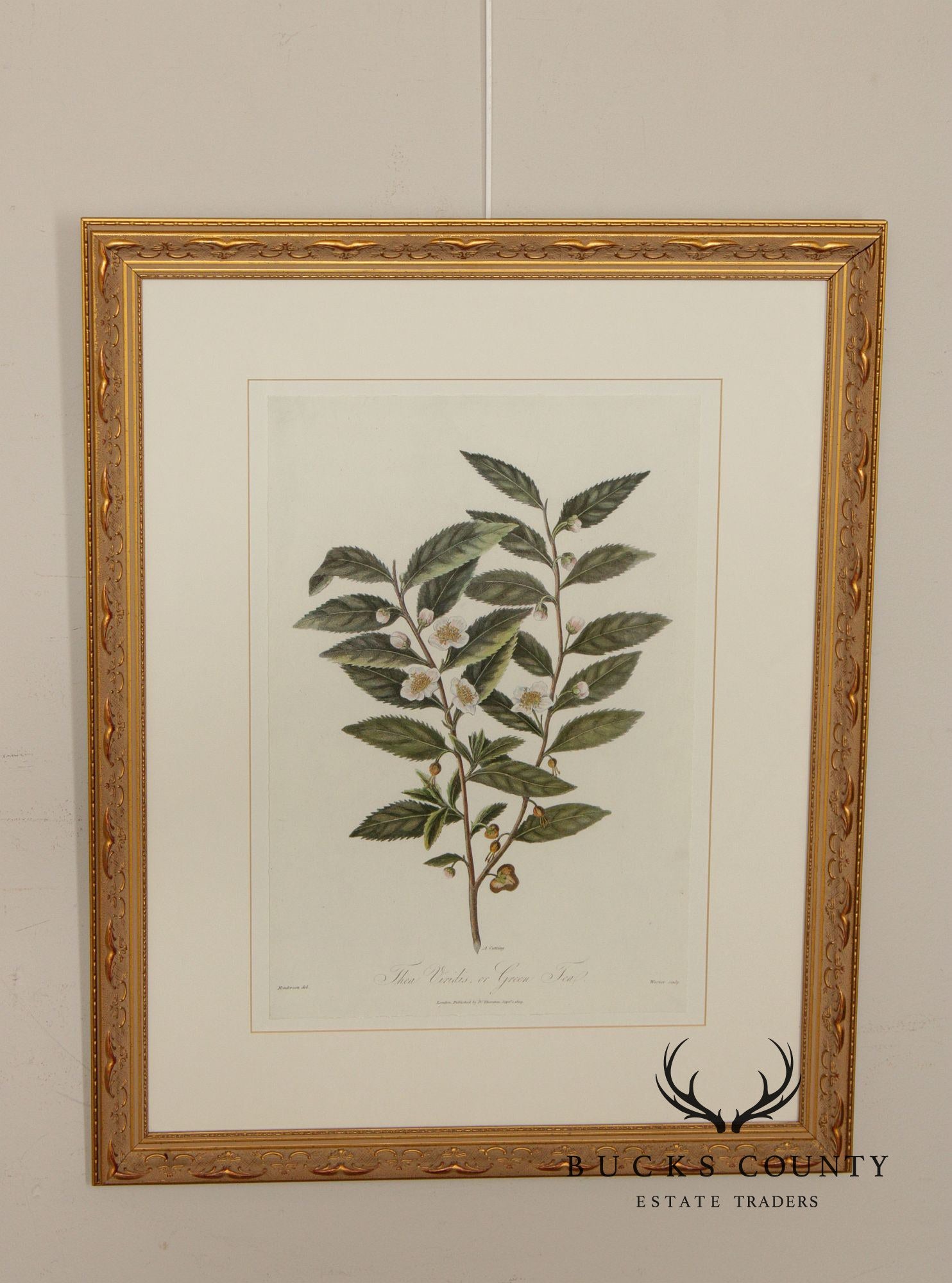 Decorative Set of Three Botanical Prints