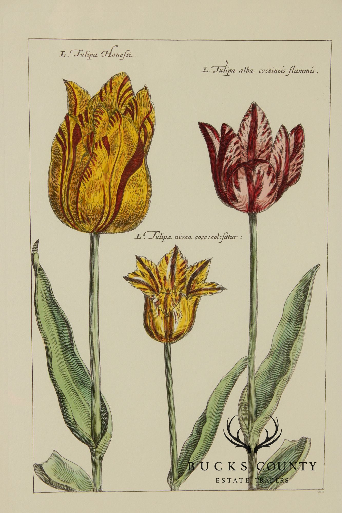 After Crispijn Van de Passe Pair of Tulip Botanical Prints