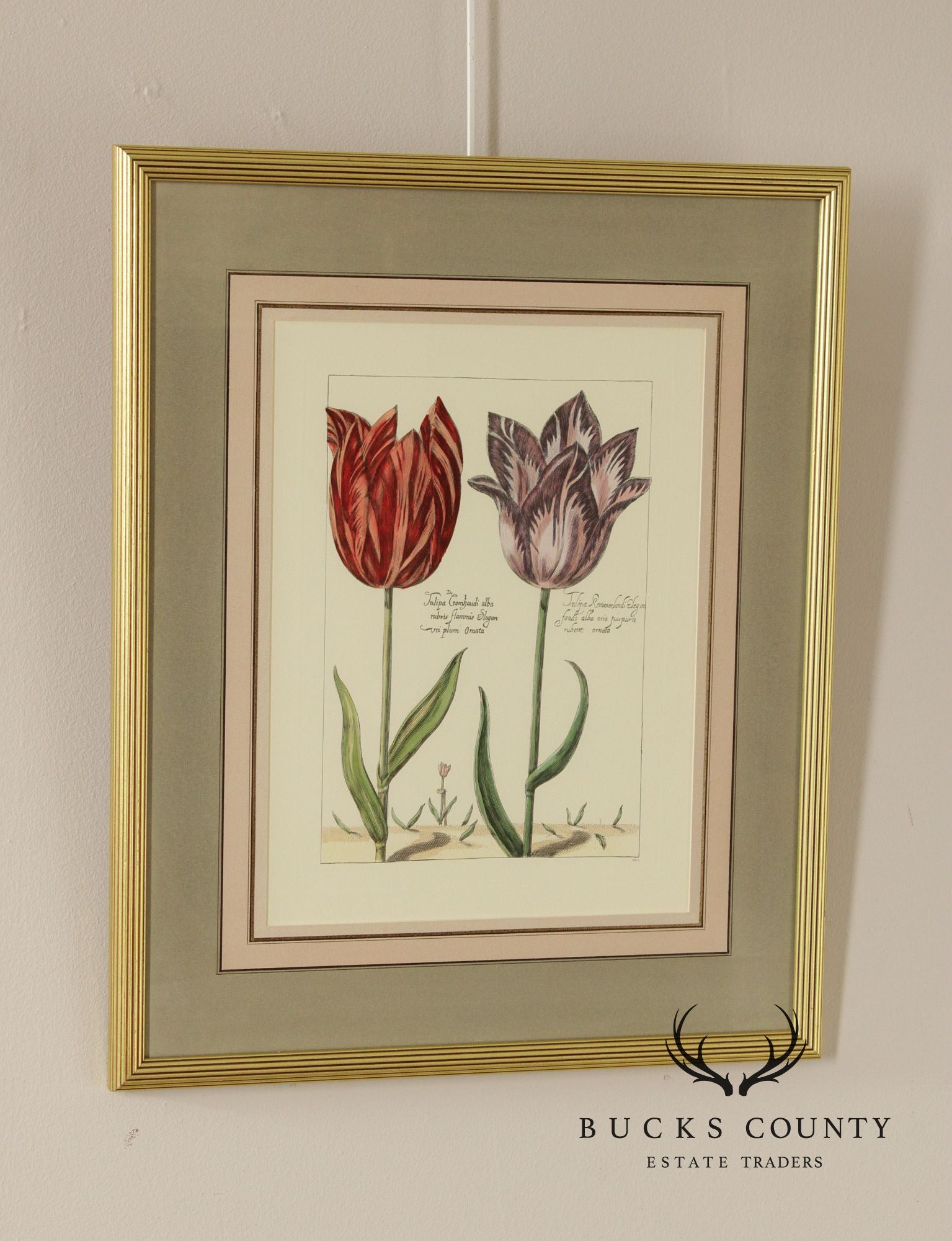 After Crispijn Van de Passe Pair of Tulip Botanical Prints