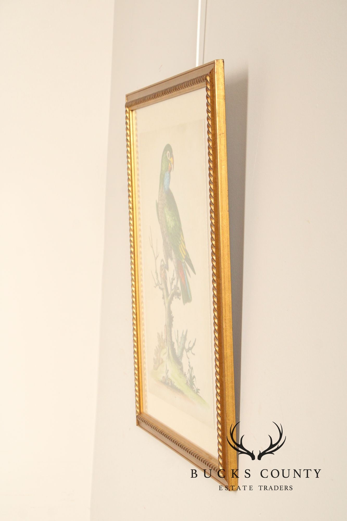 George Edwards Ornithological Print, 'Paradise Parrots I'