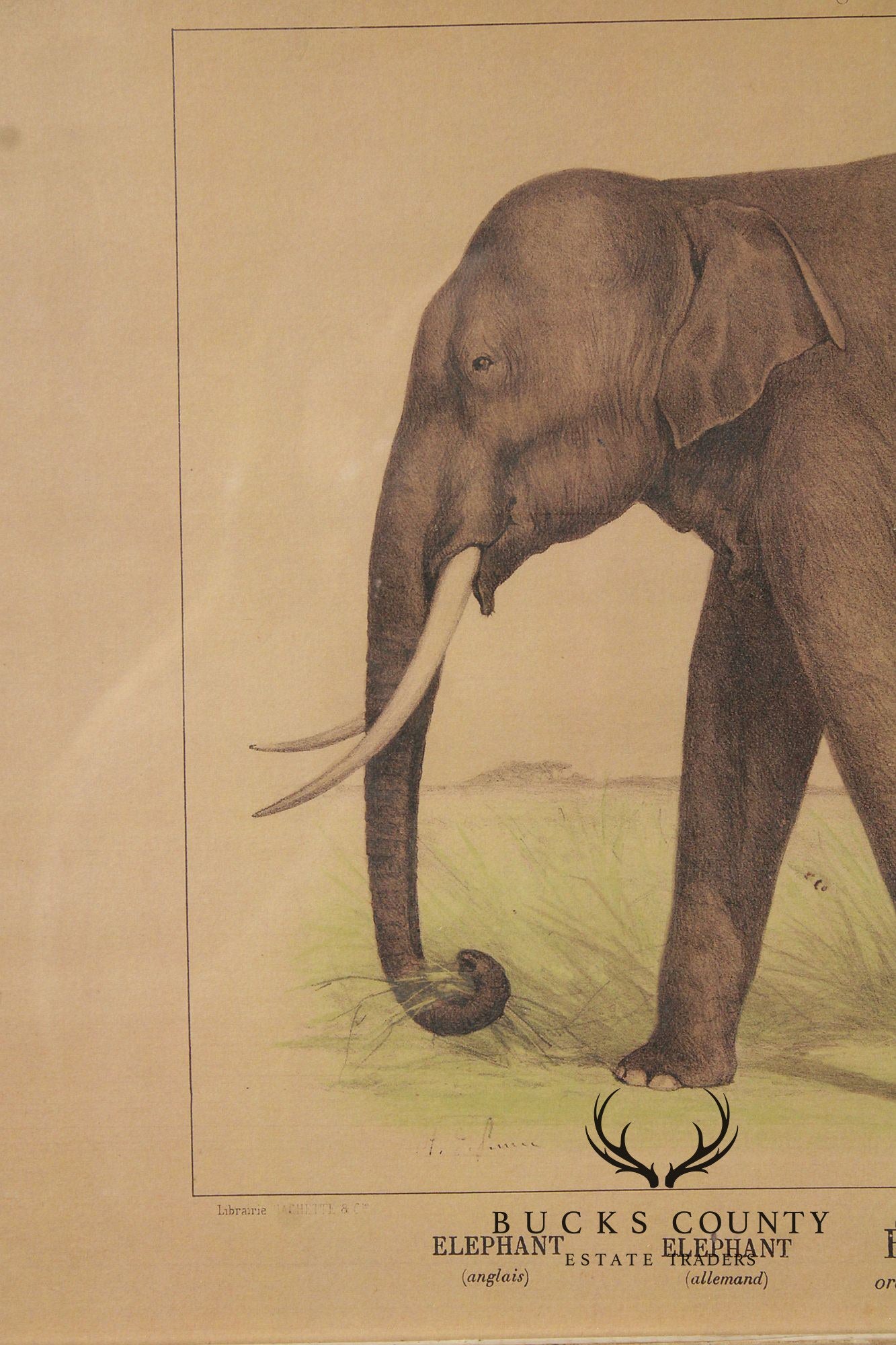 Antique French Zoological Elephant Print