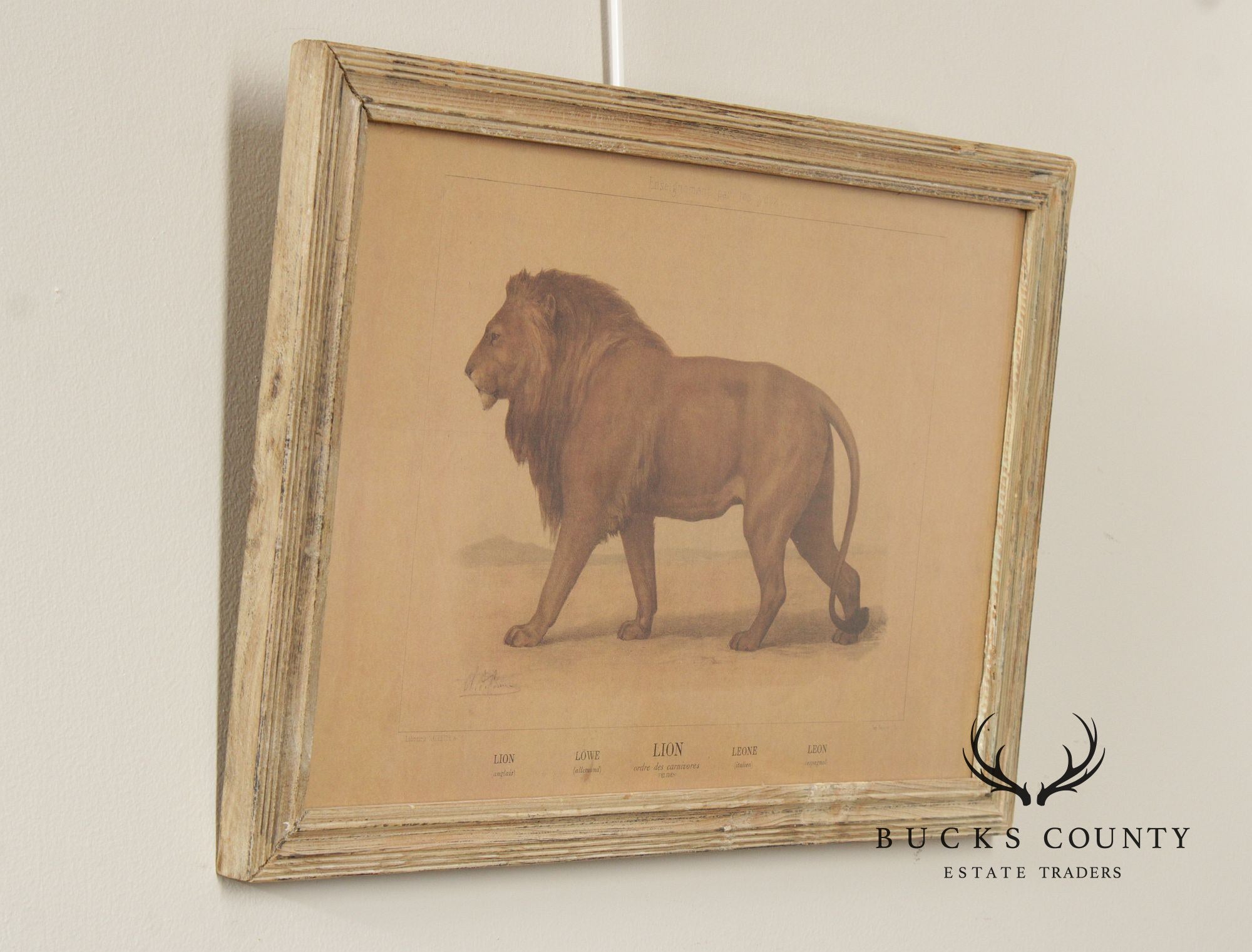 Antique Framed French Zoological Lion Print