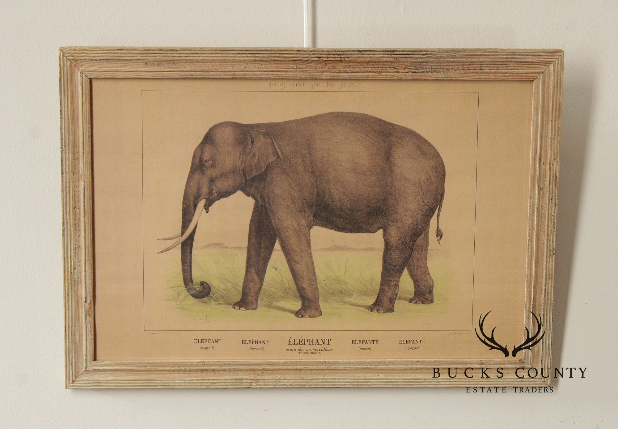 Antique French Zoological Elephant Print