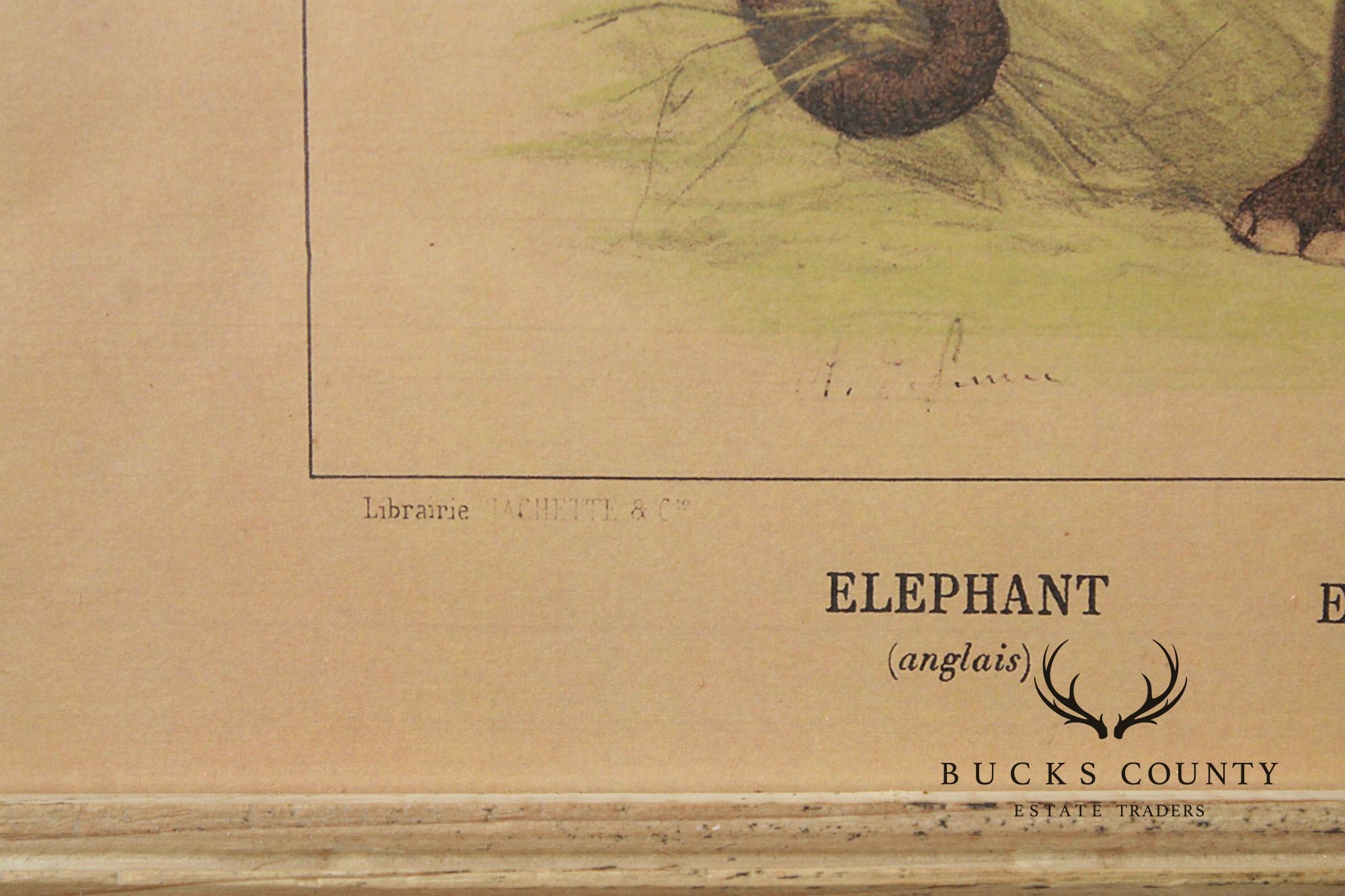 Antique French Zoological Elephant Print