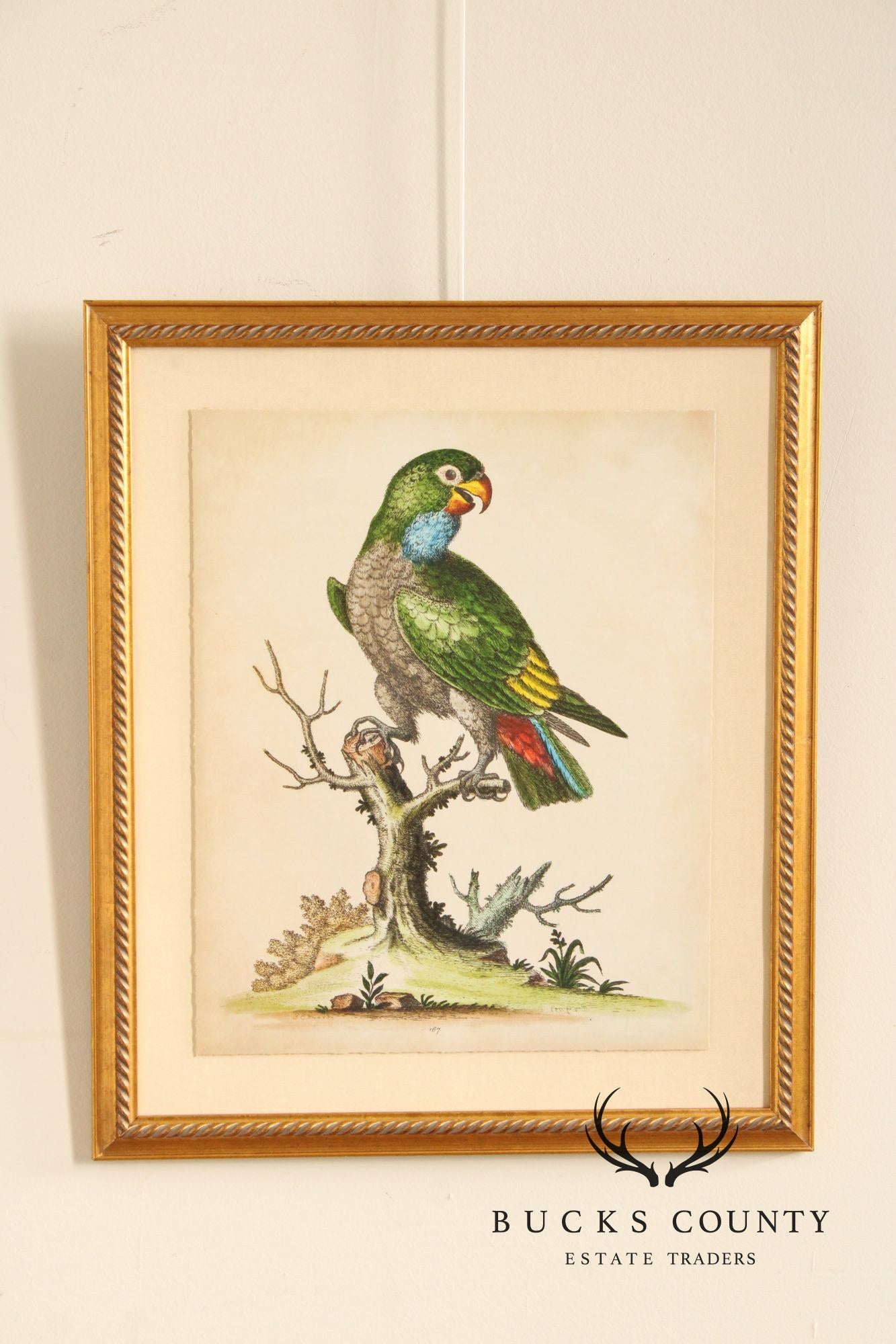 George Edwards Ornithological Print, 'Paradise Parrots I'