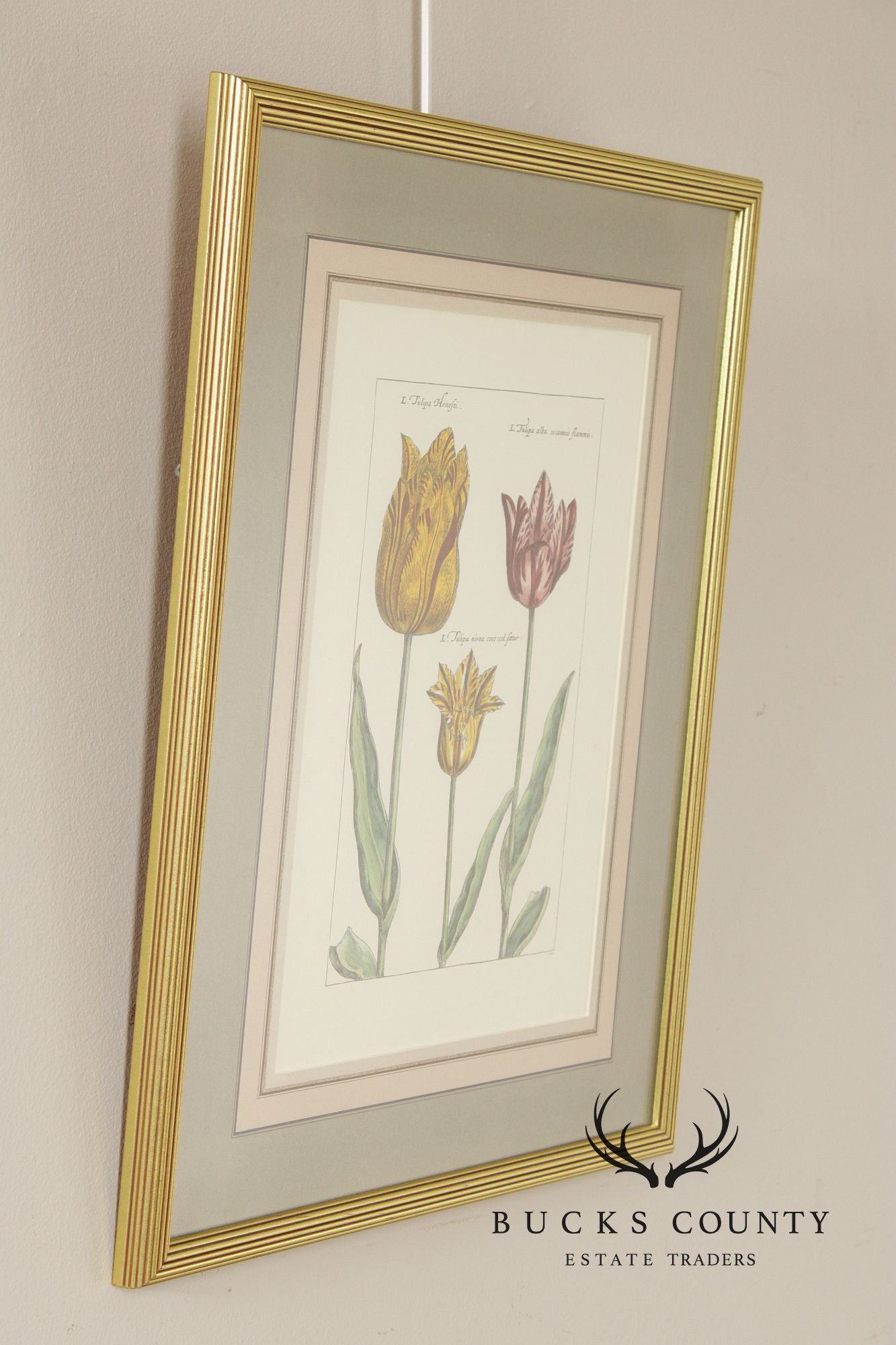 After Crispijn Van de Passe Pair of Tulip Botanical Prints