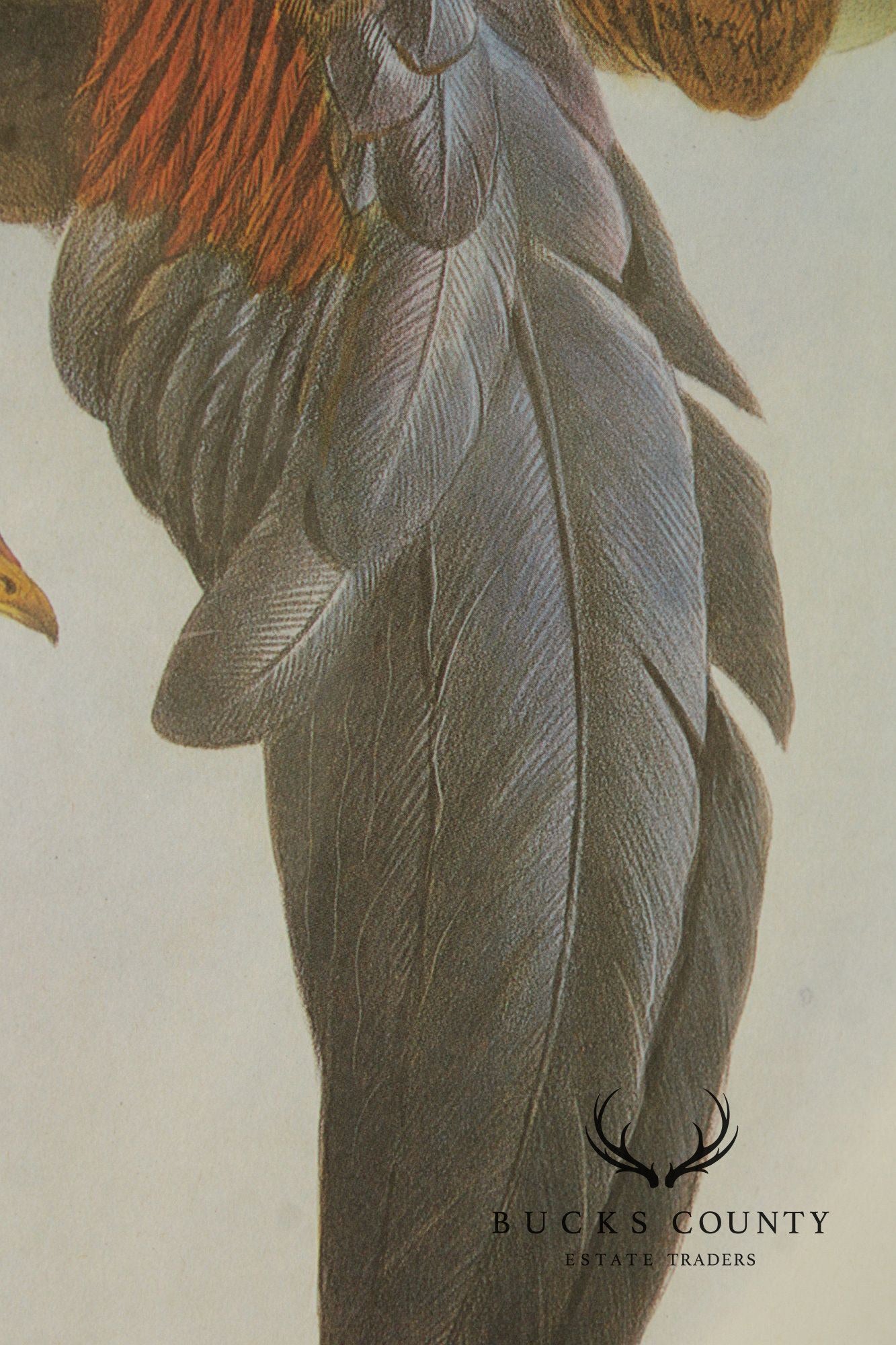 Vintage Ornithological Print, 'Gallus Lafayettii'