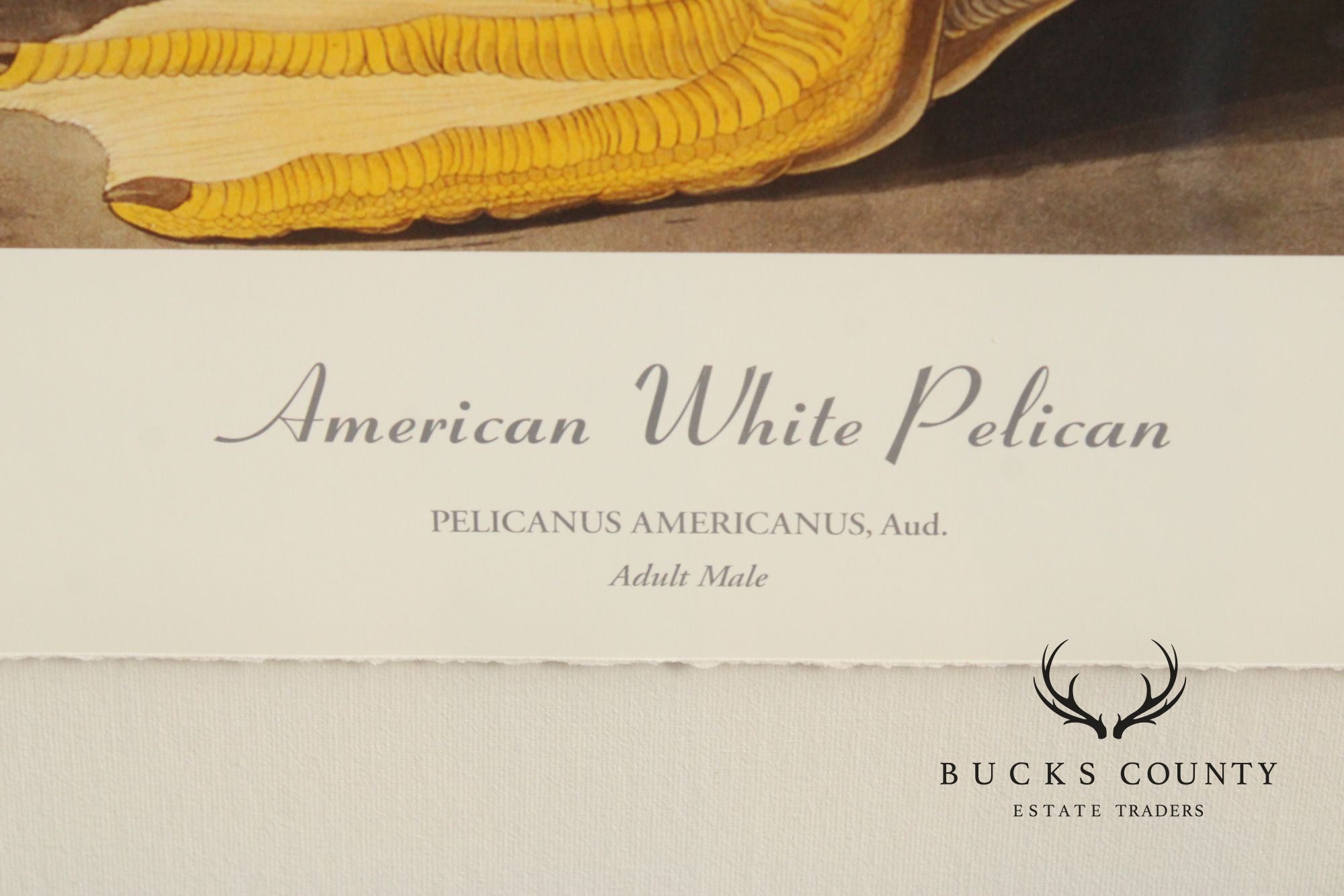 John James Audubon Ornithological, 'American White Pelican'
