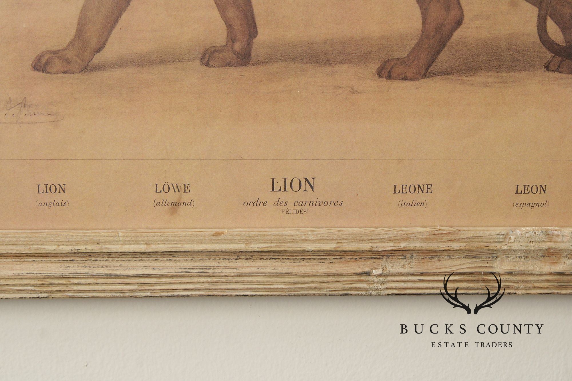 Antique Framed French Zoological Lion Print