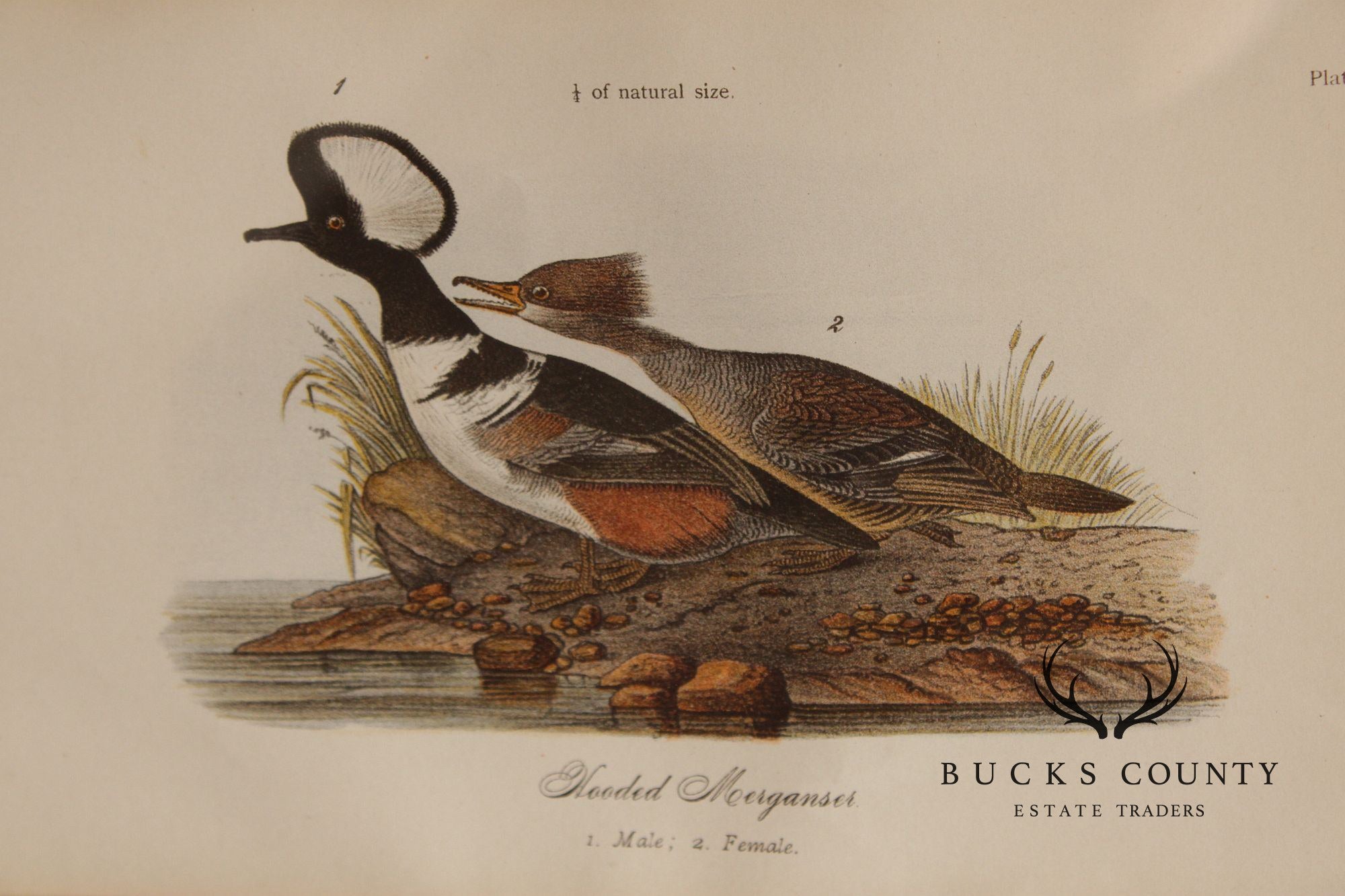 Pair of Ornithological Prints from 'Report on the Birds of Pennsylvania'