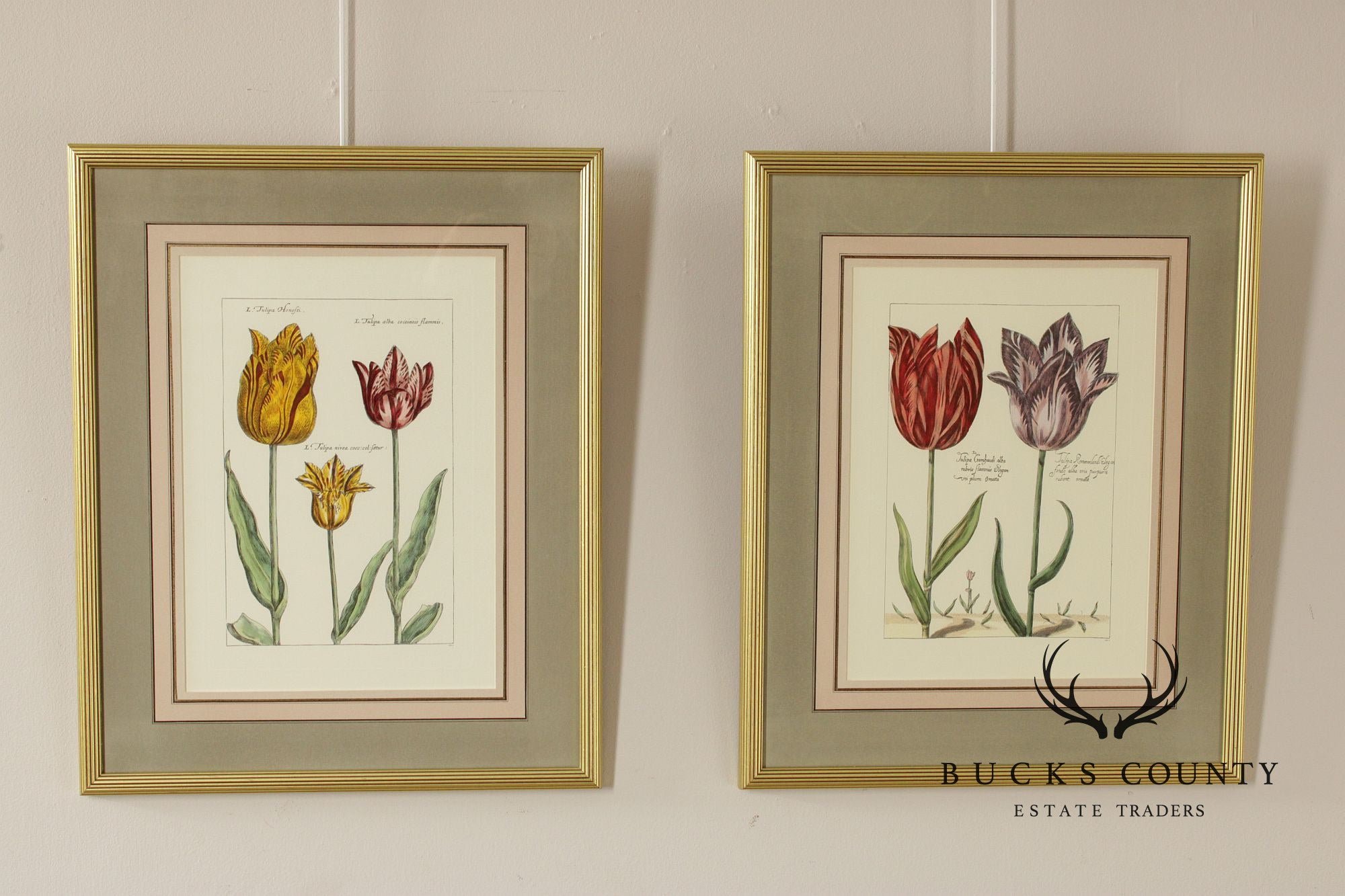 After Crispijn Van de Passe Pair of Tulip Botanical Prints