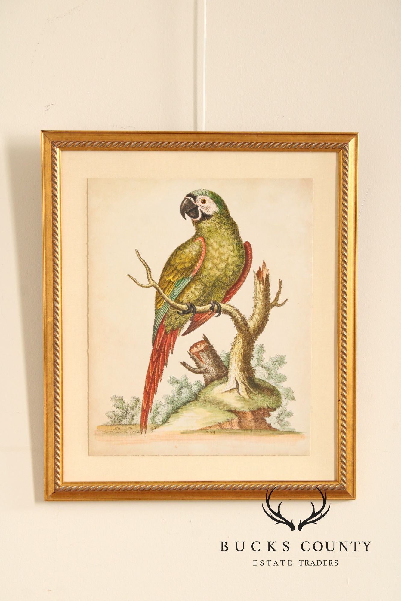 George Edwards Ornithological Print, 'Paradise Parrots II'