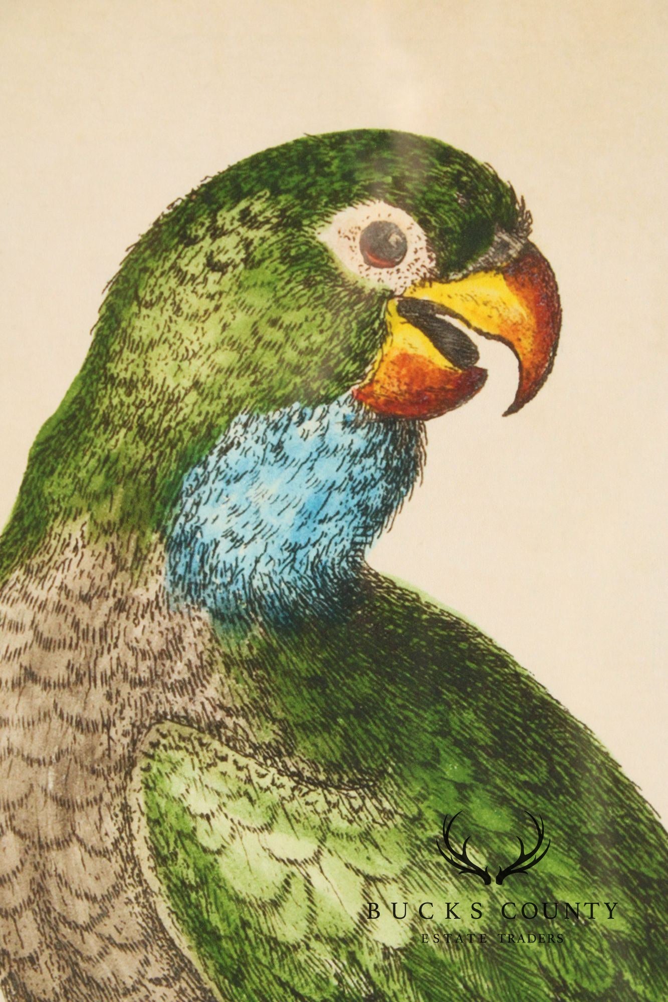 George Edwards Ornithological Print, 'Paradise Parrots I'