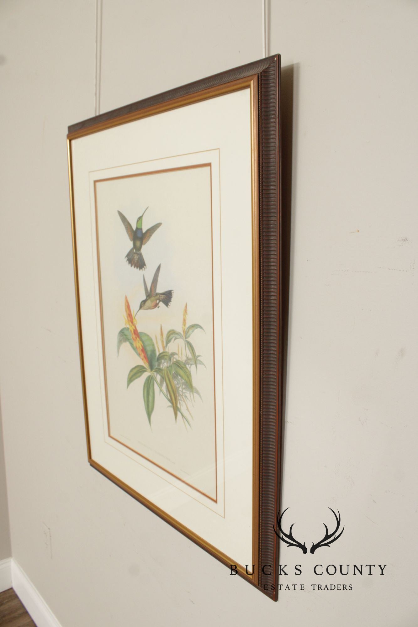 J. Gould and H.C. Richter Ornithological Print, 'Sternoclyta Cyaneipectus'