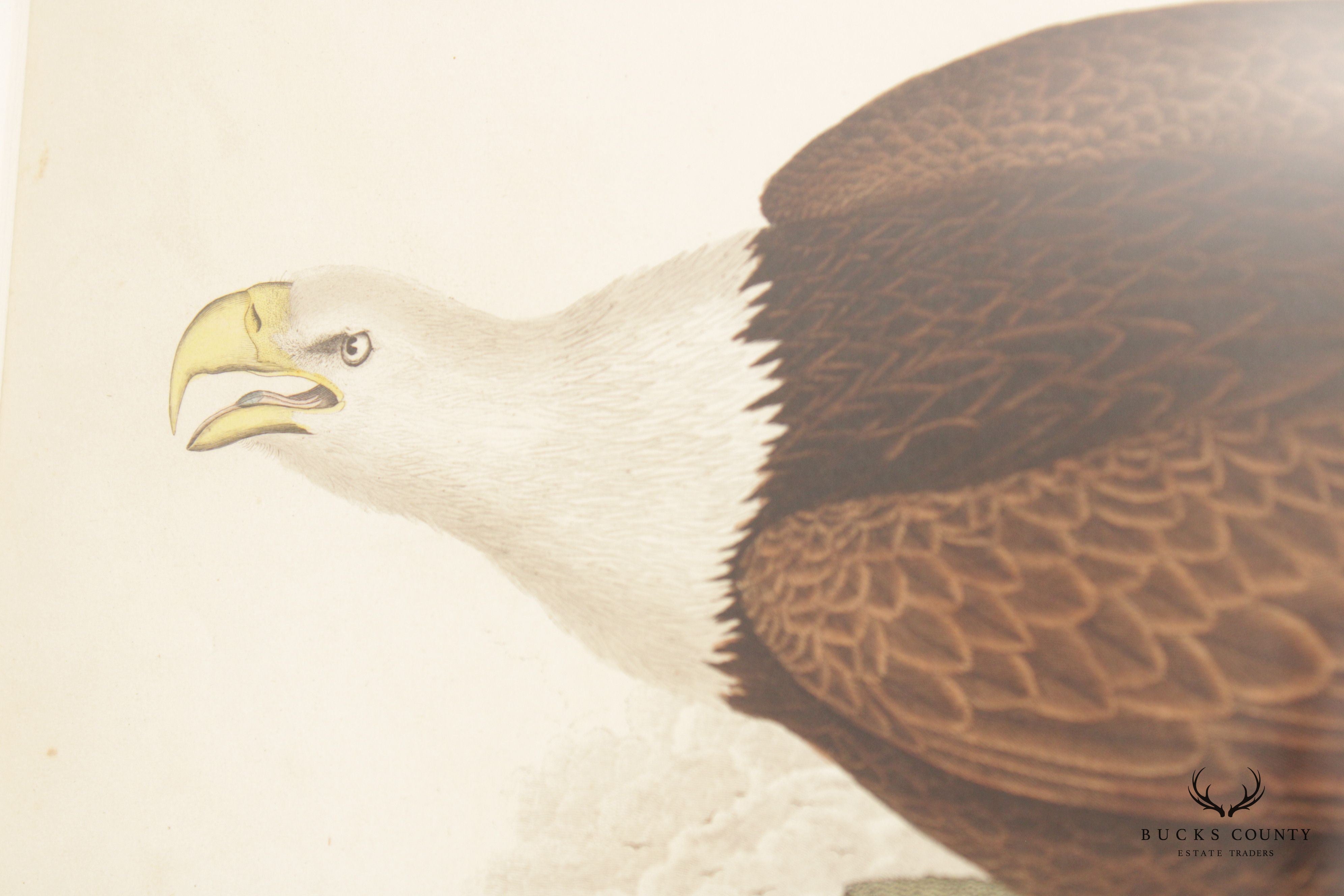 Alexander Lawson 'White-Headed Eagle' Hand Colored Engraving