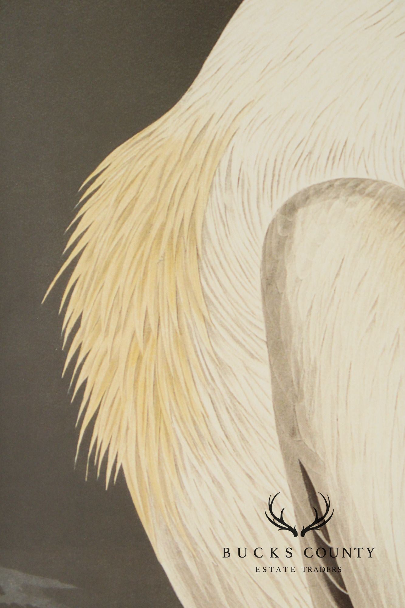 John James Audubon Ornithological, 'American White Pelican'