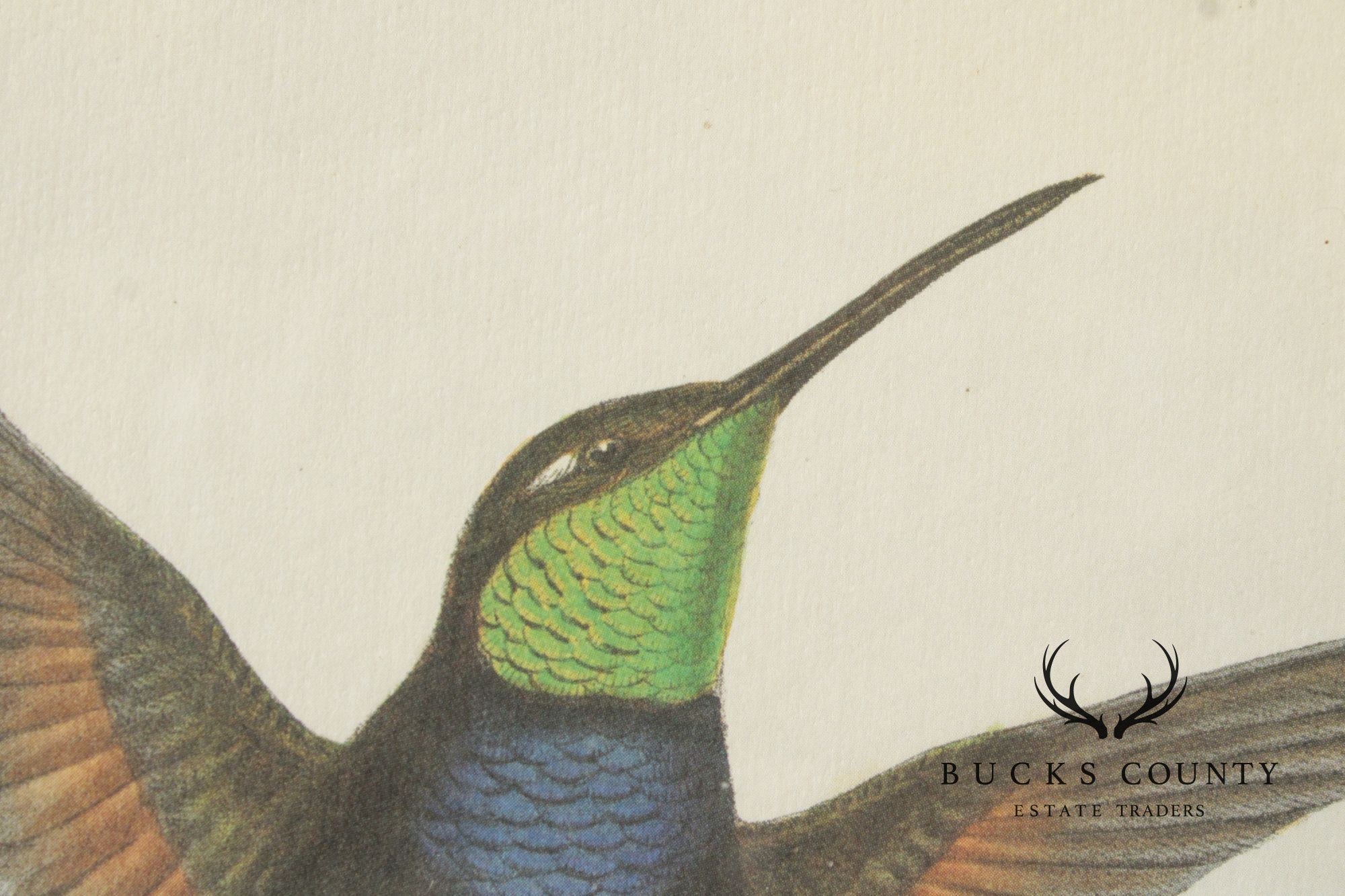 J. Gould and H.C. Richter Ornithological Print, 'Sternoclyta Cyaneipectus'