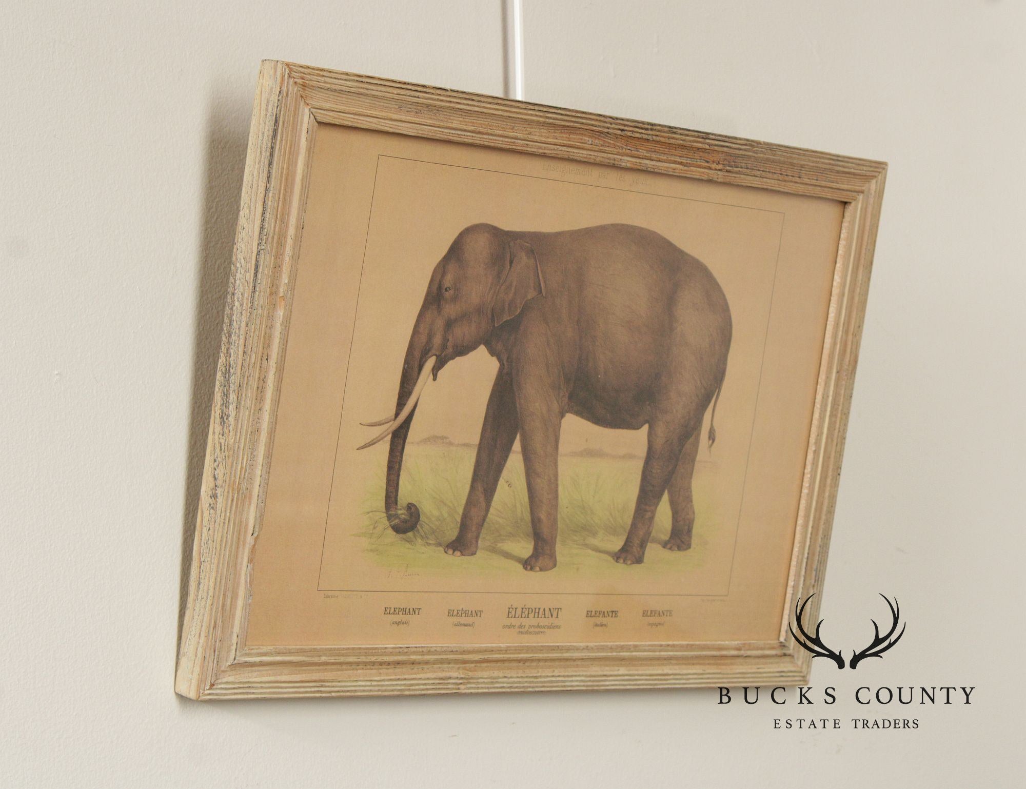 Antique French Zoological Elephant Print