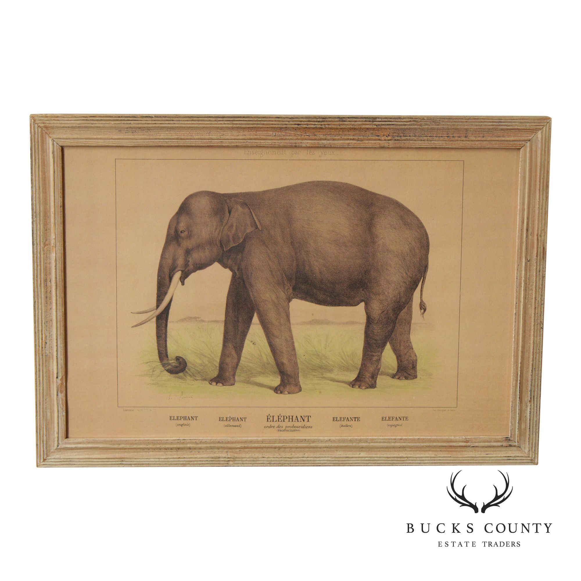 Antique French Zoological Elephant Print