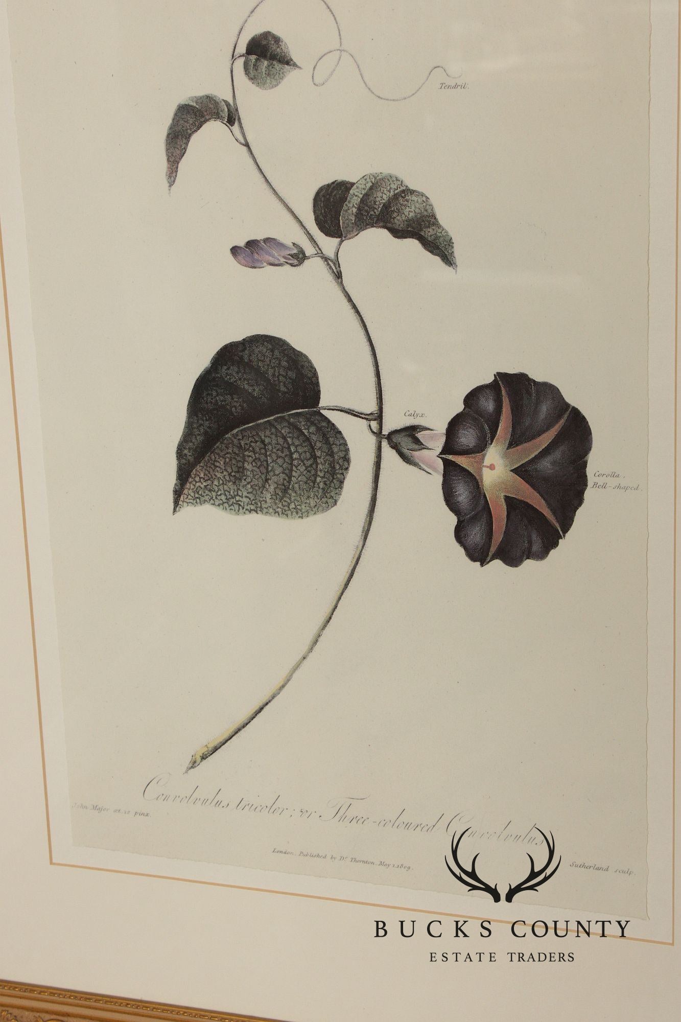 Decorative Set of Three Botanical Prints