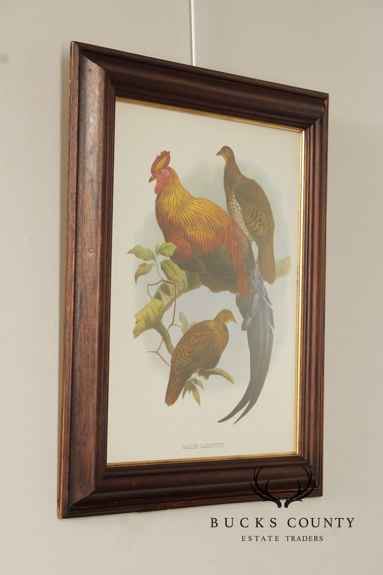 Vintage Ornithological Print, 'Gallus Lafayettii'