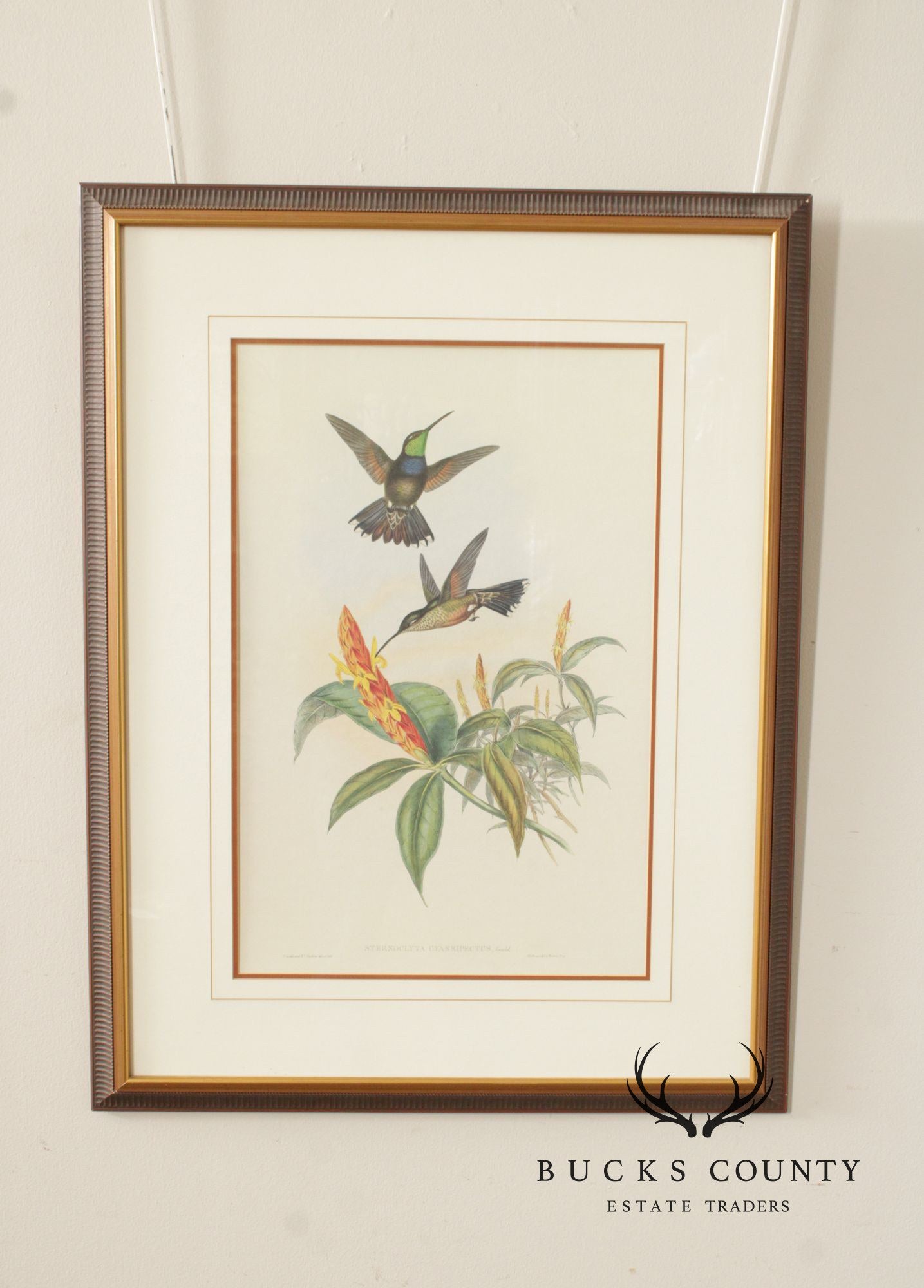 J. Gould and H.C. Richter Ornithological Print, 'Sternoclyta Cyaneipectus'