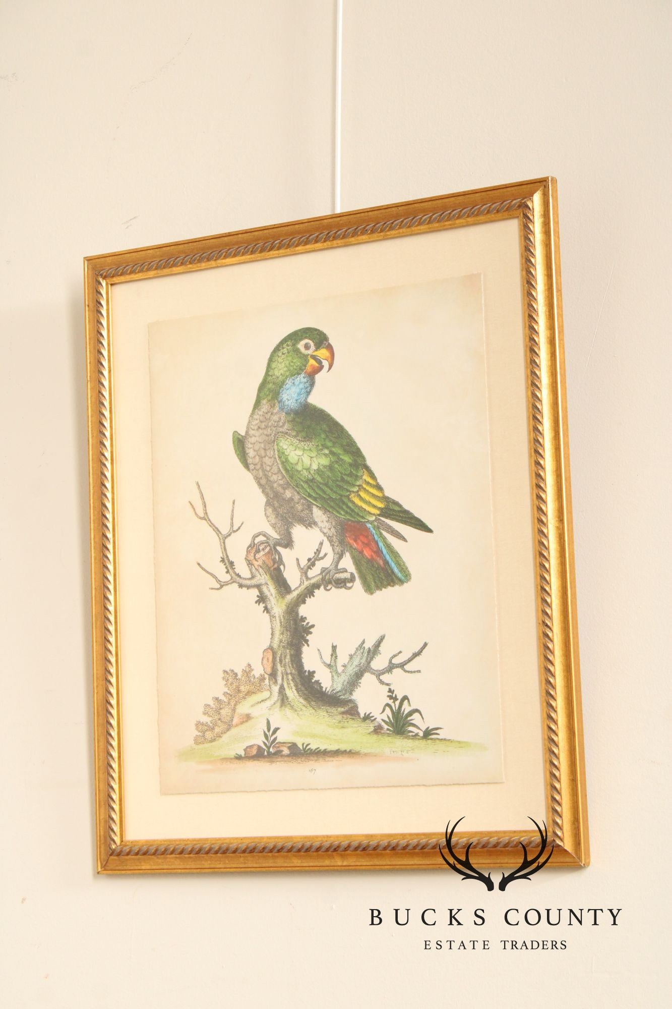 George Edwards Ornithological Print, 'Paradise Parrots I'