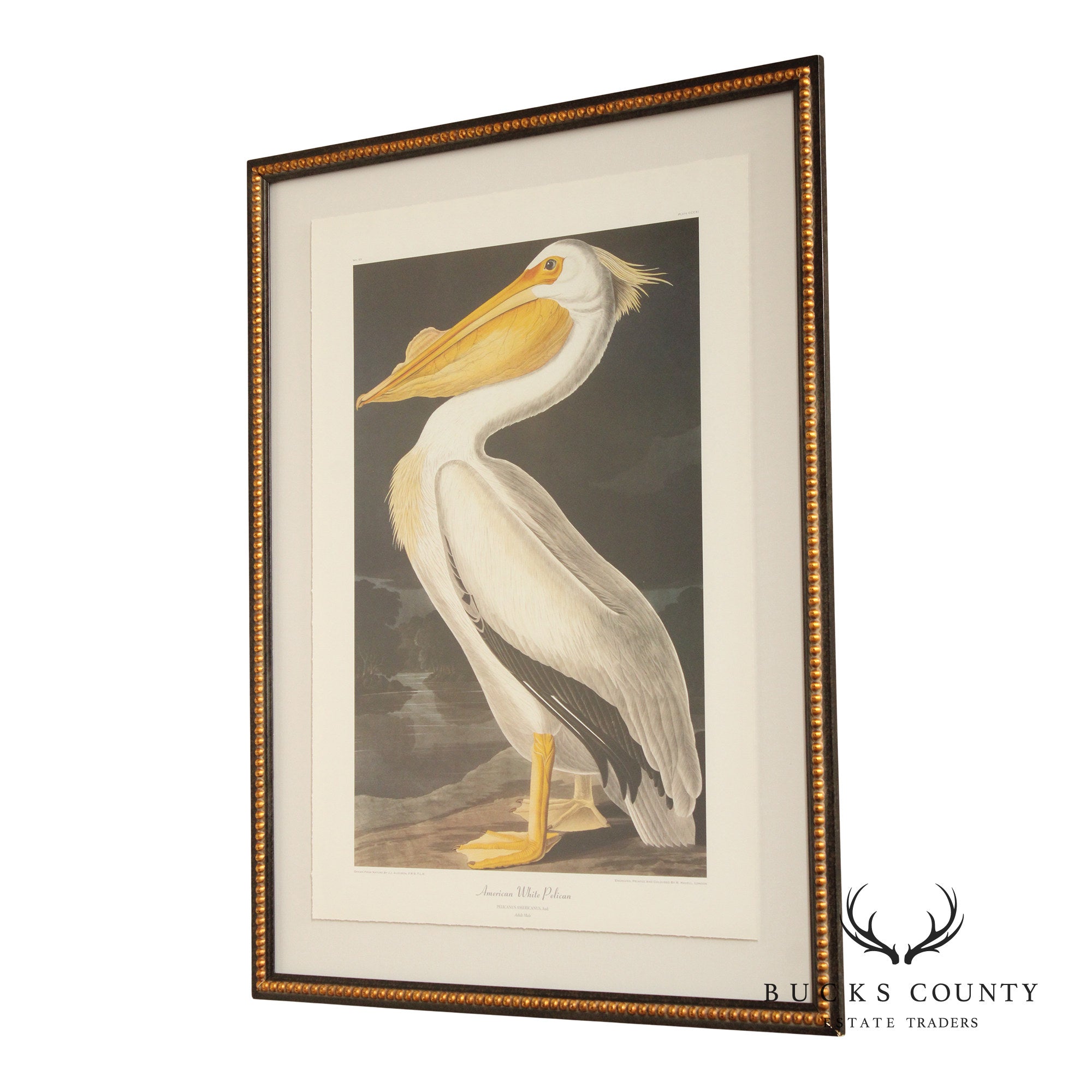 John James Audubon Ornithological, 'American White Pelican'