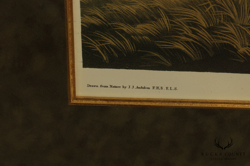 After John James Audubon "Pinnated Grous" No. 38 Plate CLXXXVI Double Elephant Folio