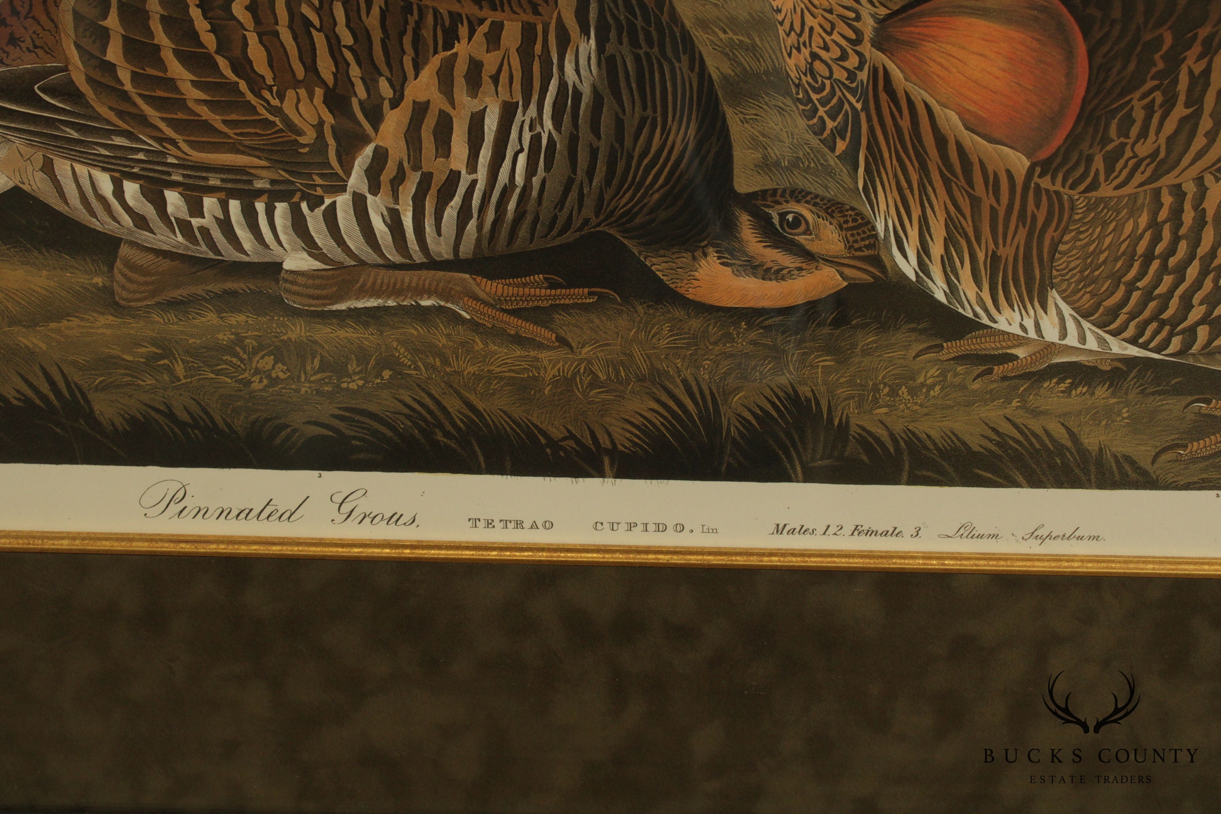 After John James Audubon "Pinnated Grous" No. 38 Plate CLXXXVI Double Elephant Folio