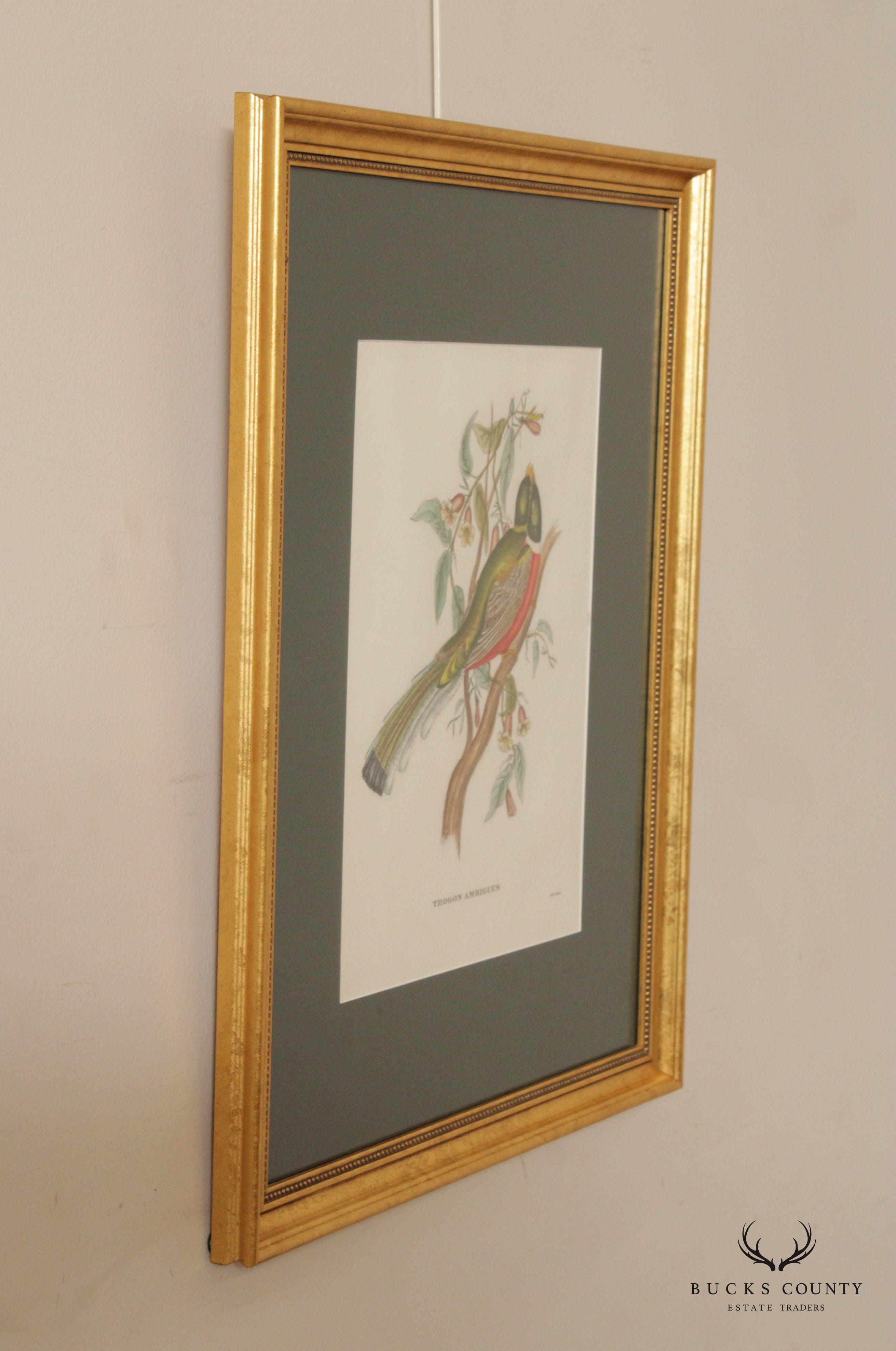 Vintage 'Trogon Ambiguus' Bird Print After John Gould