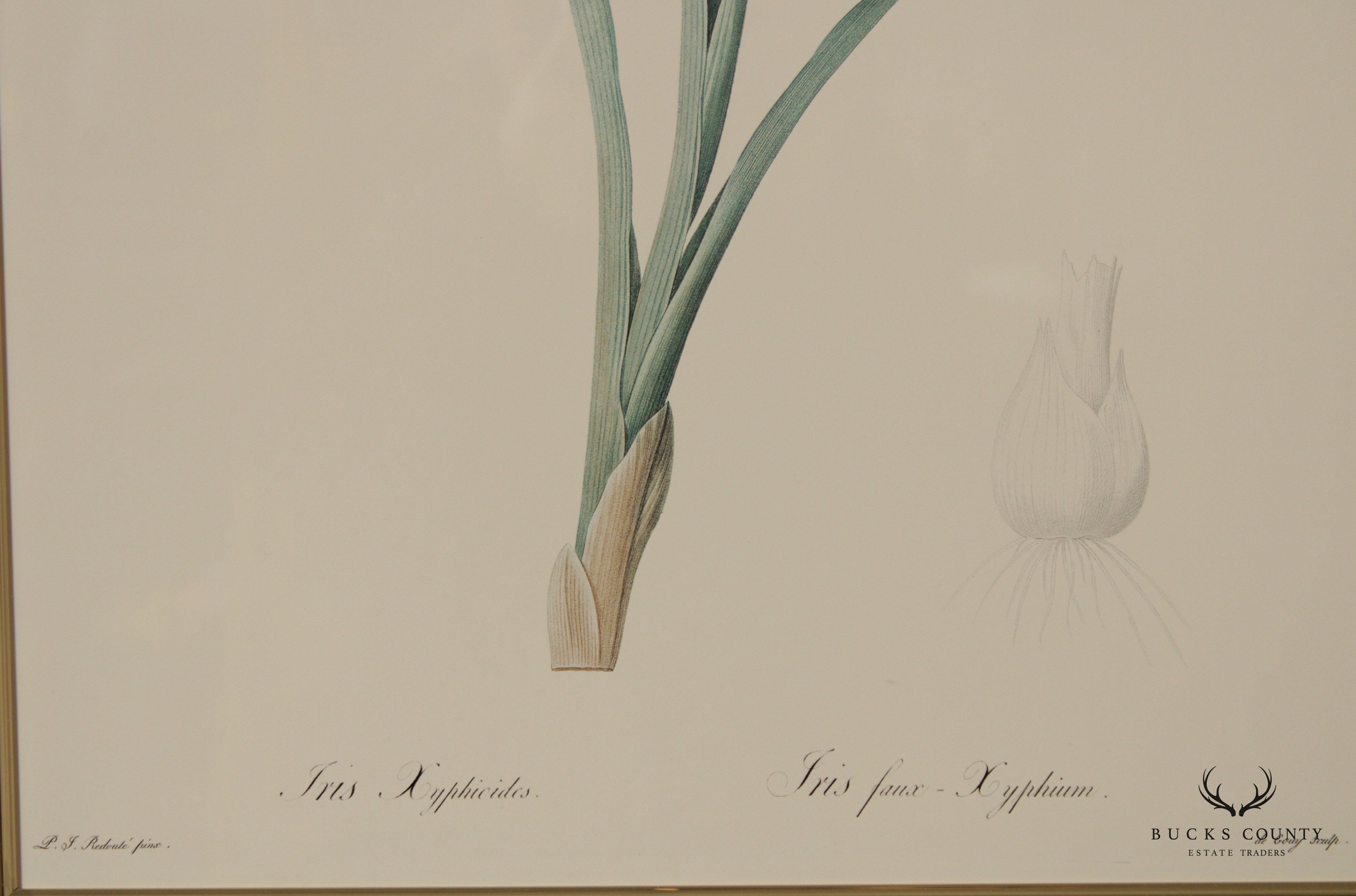 Vintage Pair of Iris Botanical Prints After Pierre-Joseph Redouté