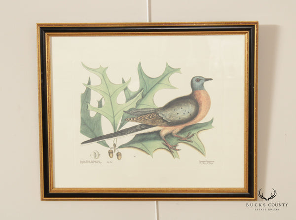 Vintage 'The Pigeon of Passage' Engraving after Mark Catesby