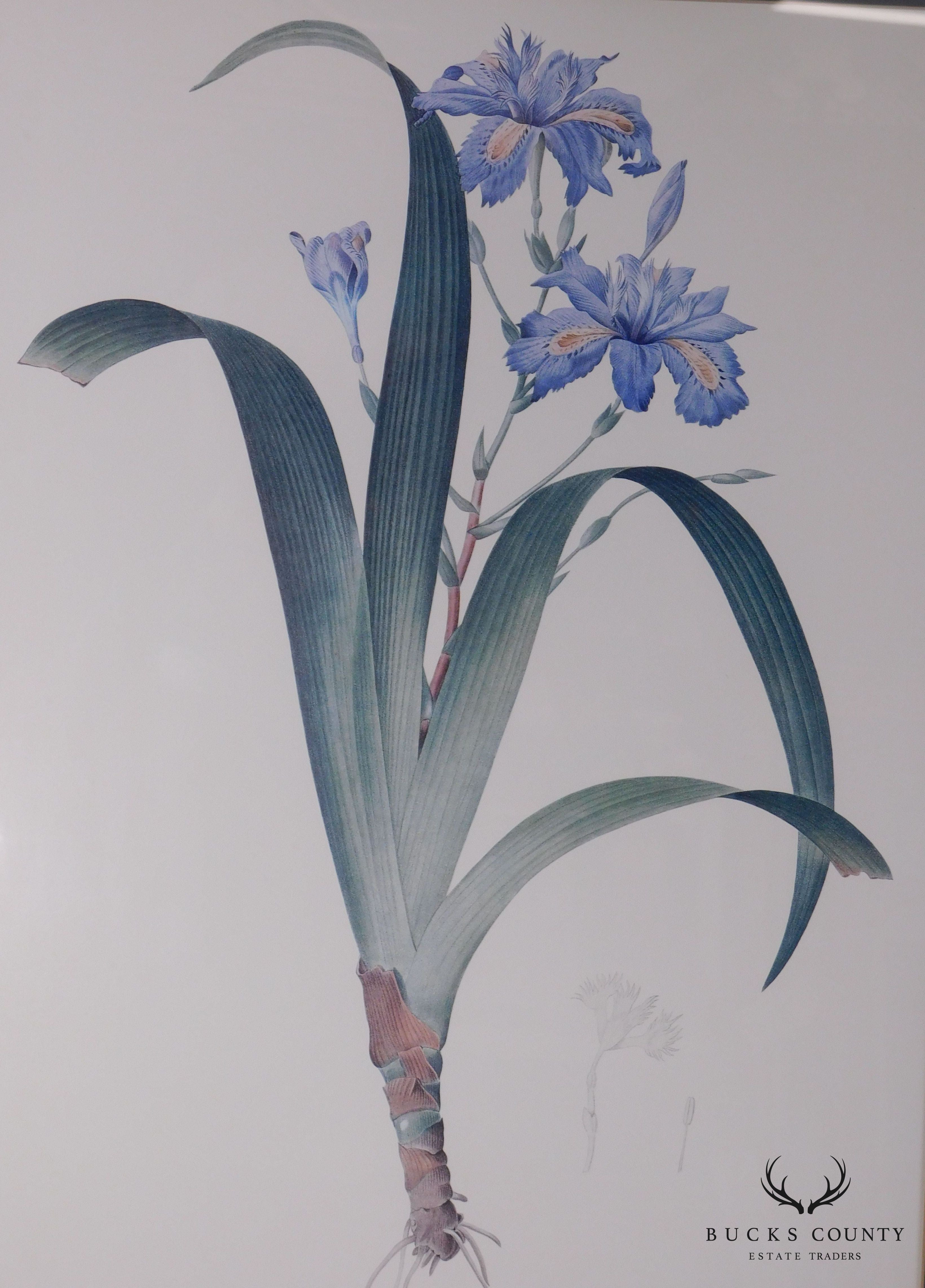 Redouté "iris Fimbriata Iris Frangée" Art Print on Paper Framed