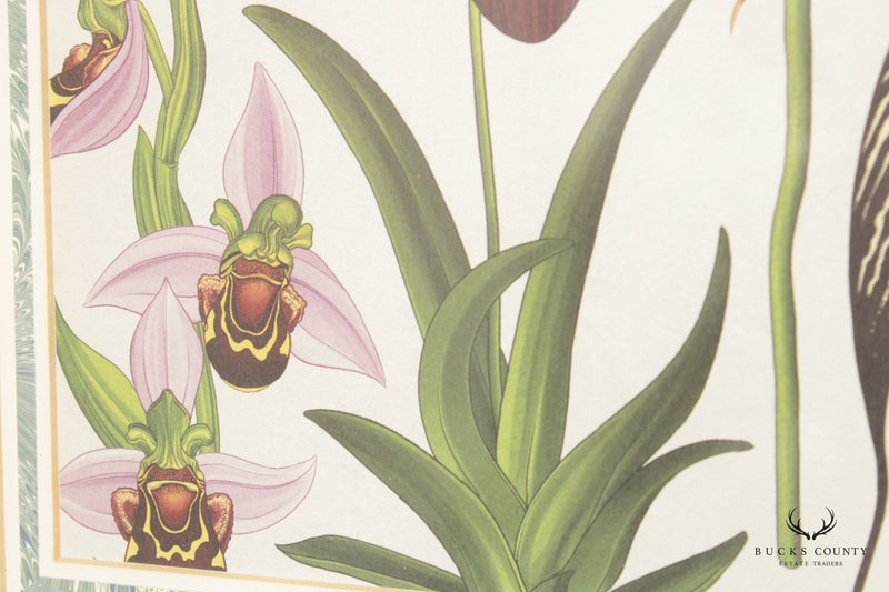 Katie Scott Orchids Botanical Illustration Print, Custom Framed