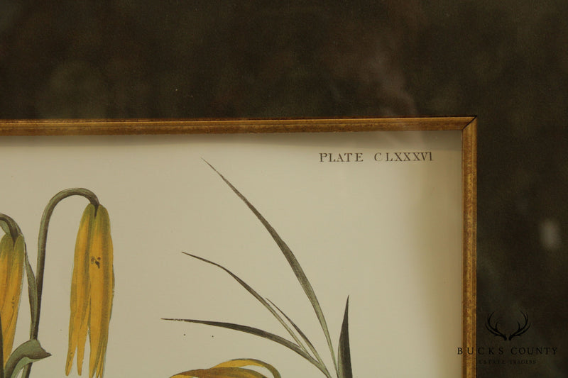 After John James Audubon "Pinnated Grous" No. 38 Plate CLXXXVI Double Elephant Folio