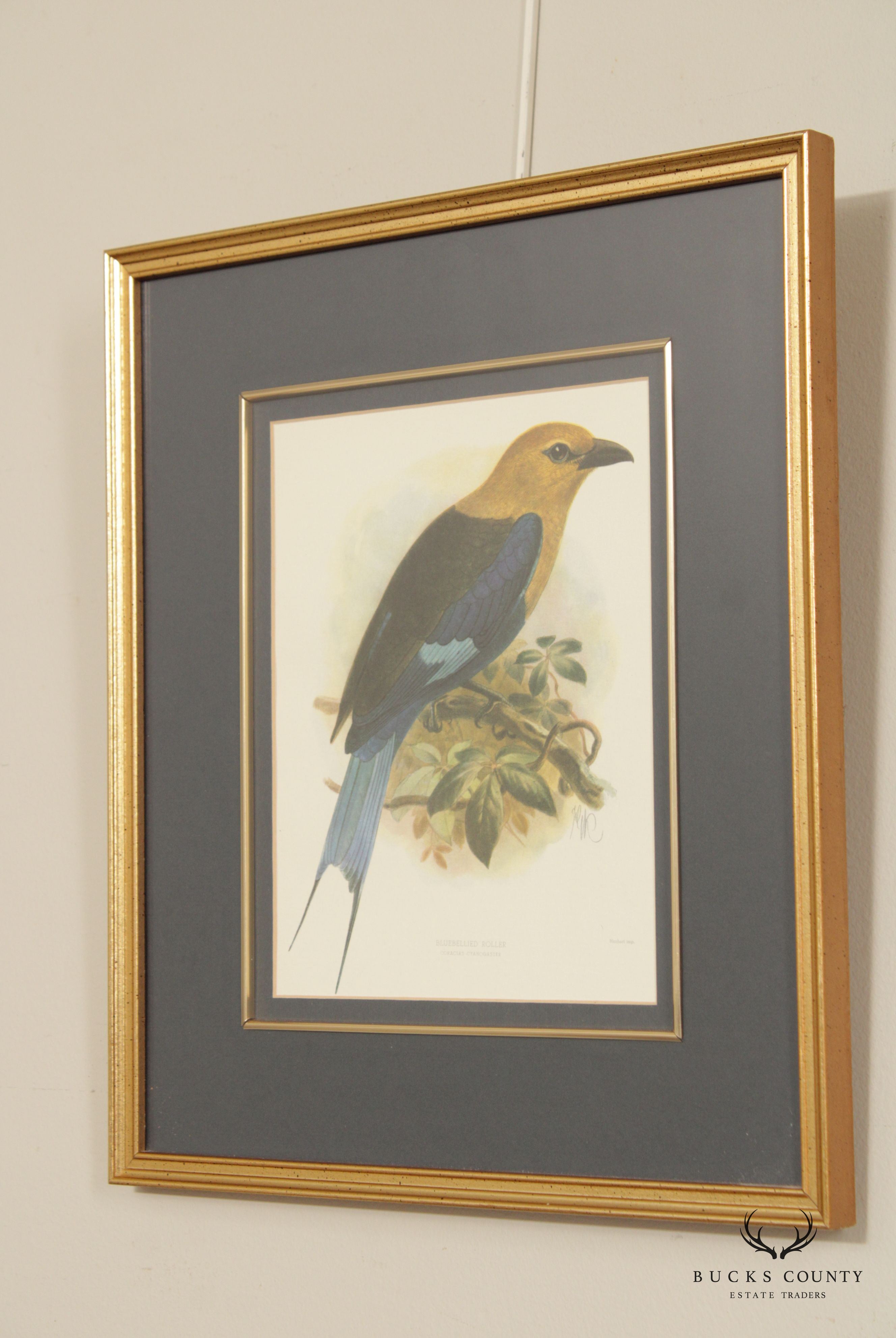 John Gerrard Keulemans Pair Ornithological Illustration Lithograph Prints